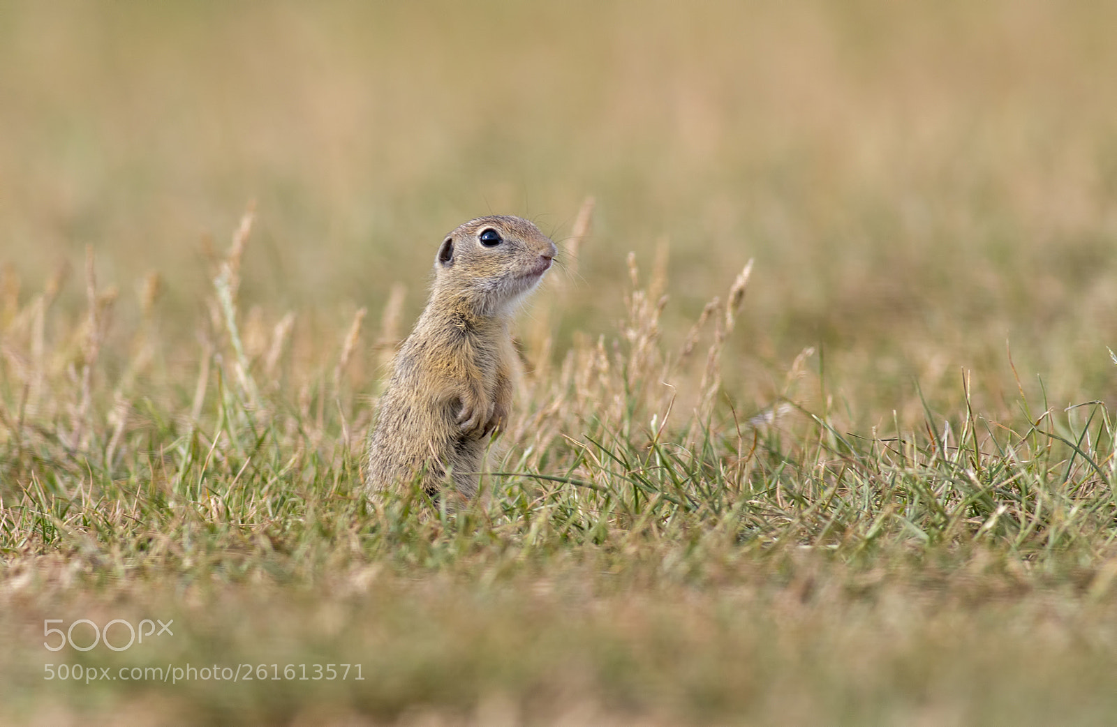 Canon EOS 70D sample photo. Ground squirrel photography