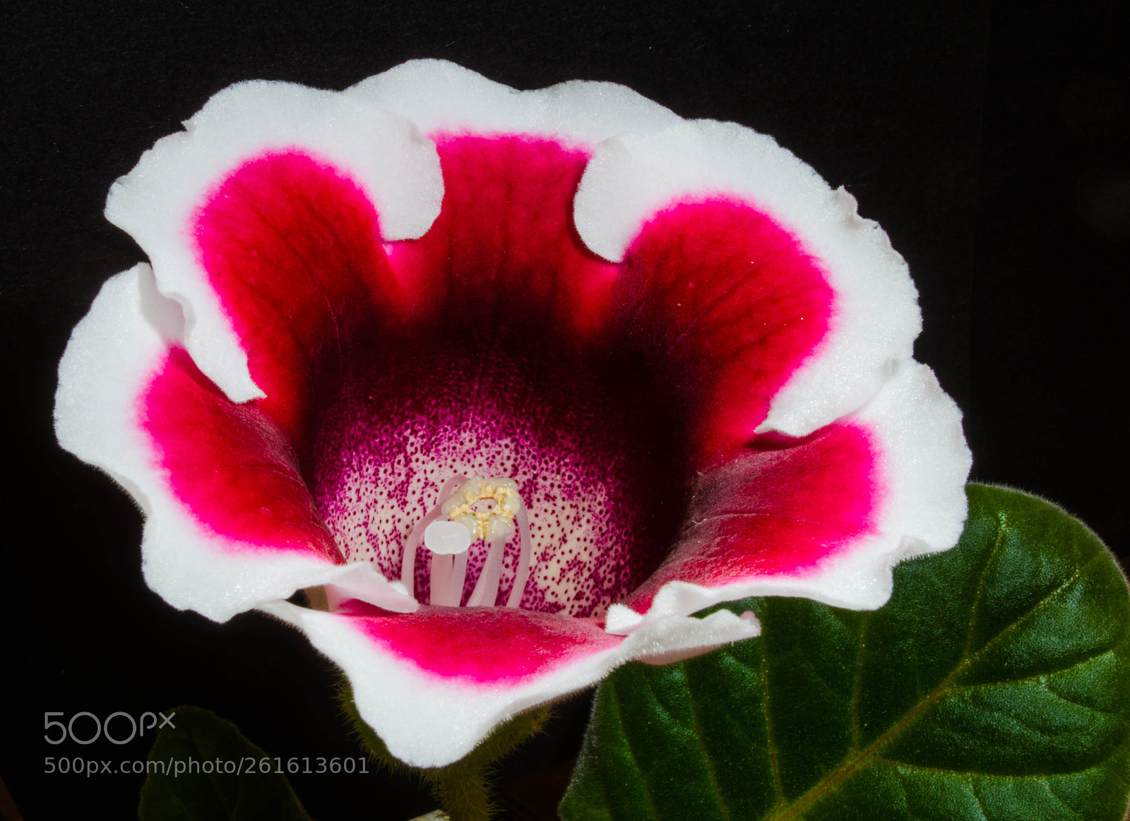 Nikon D5100 sample photo. Gloxinia photography