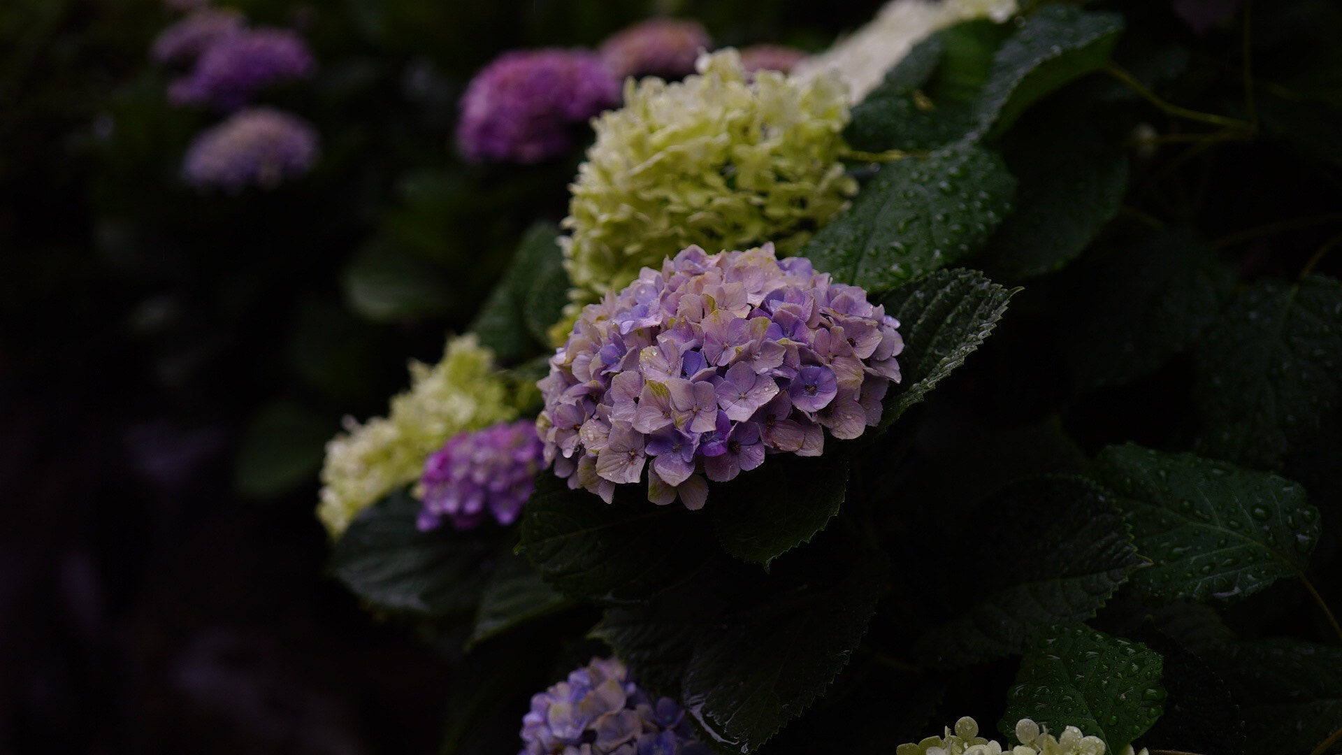 Sony a7S sample photo