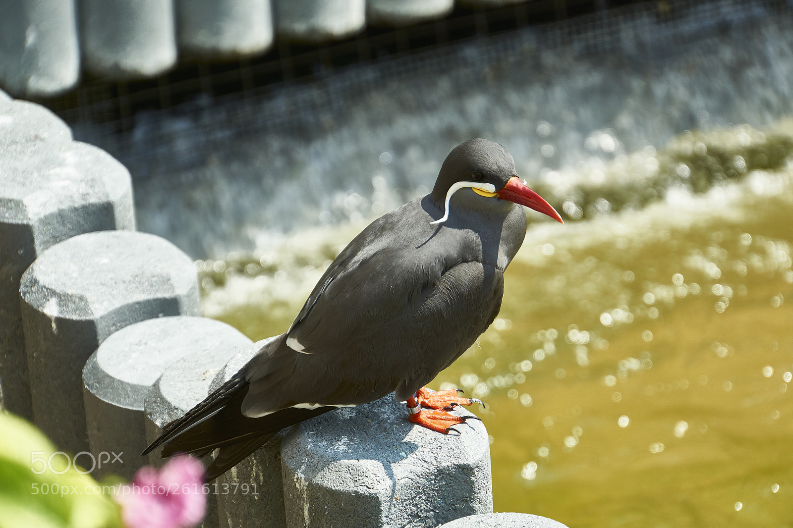 Sony a6000 sample photo. K stenabschnitt im zoo photography