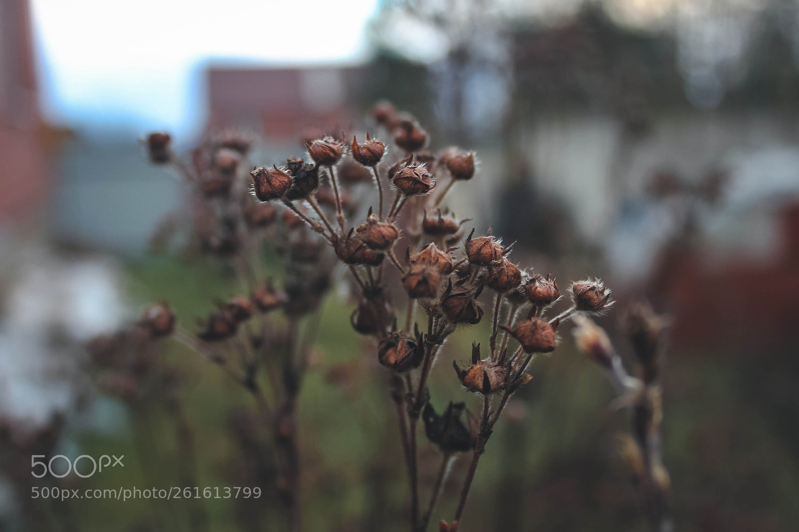 Canon EOS 1200D (EOS Rebel T5 / EOS Kiss X70 / EOS Hi) sample photo. Warm winter photography
