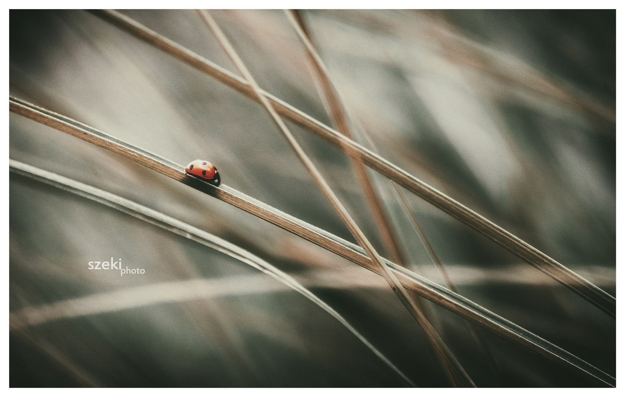 Pentax K-3 II sample photo. Slider photography
