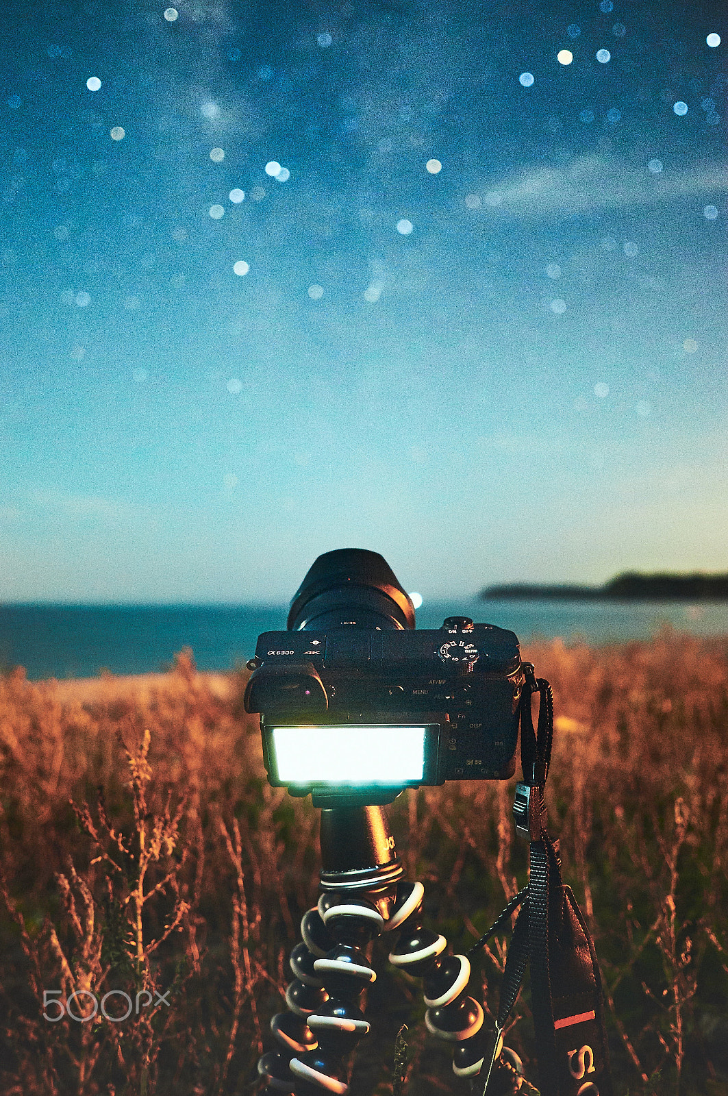 Sony Alpha NEX-5R sample photo. Bokeh photography