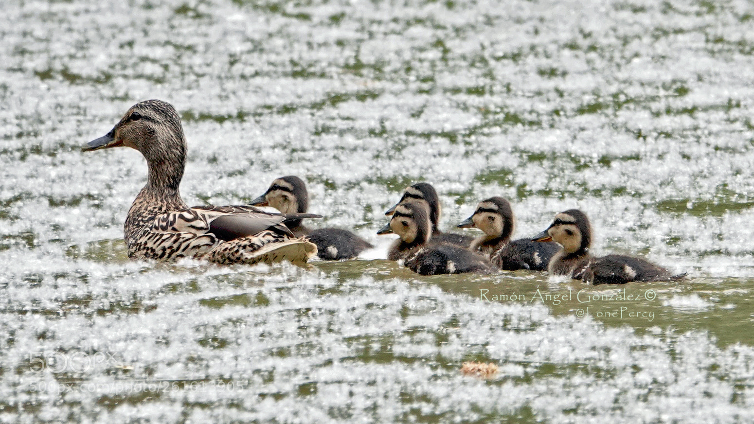 Sony Cyber-shot DSC-RX10 IV sample photo. Mallard female with his photography