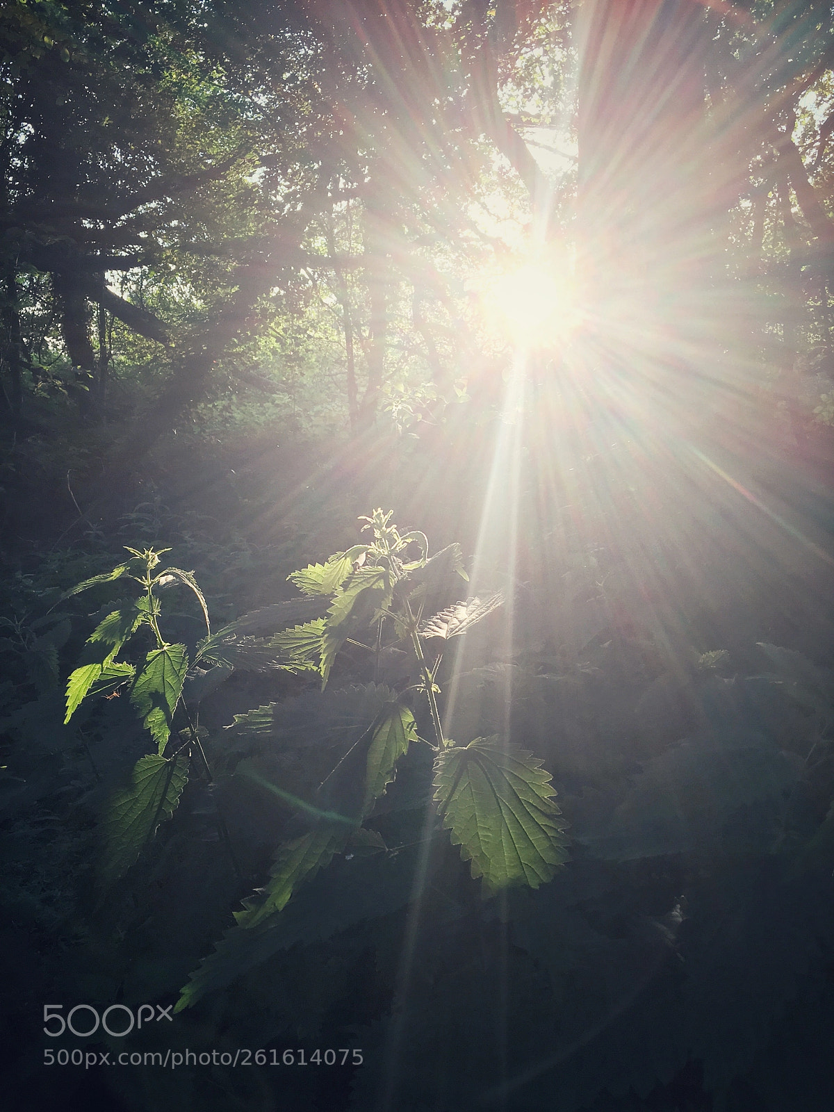 Apple iPhone 6s sample photo. Sting photography