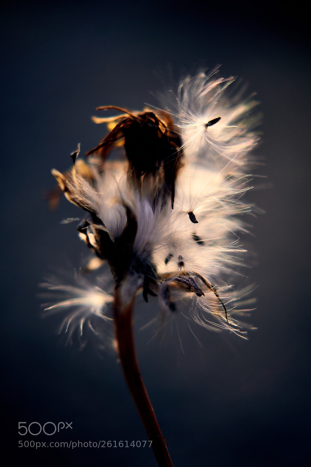 Sony ILCA-77M2 sample photo. Past present future photography