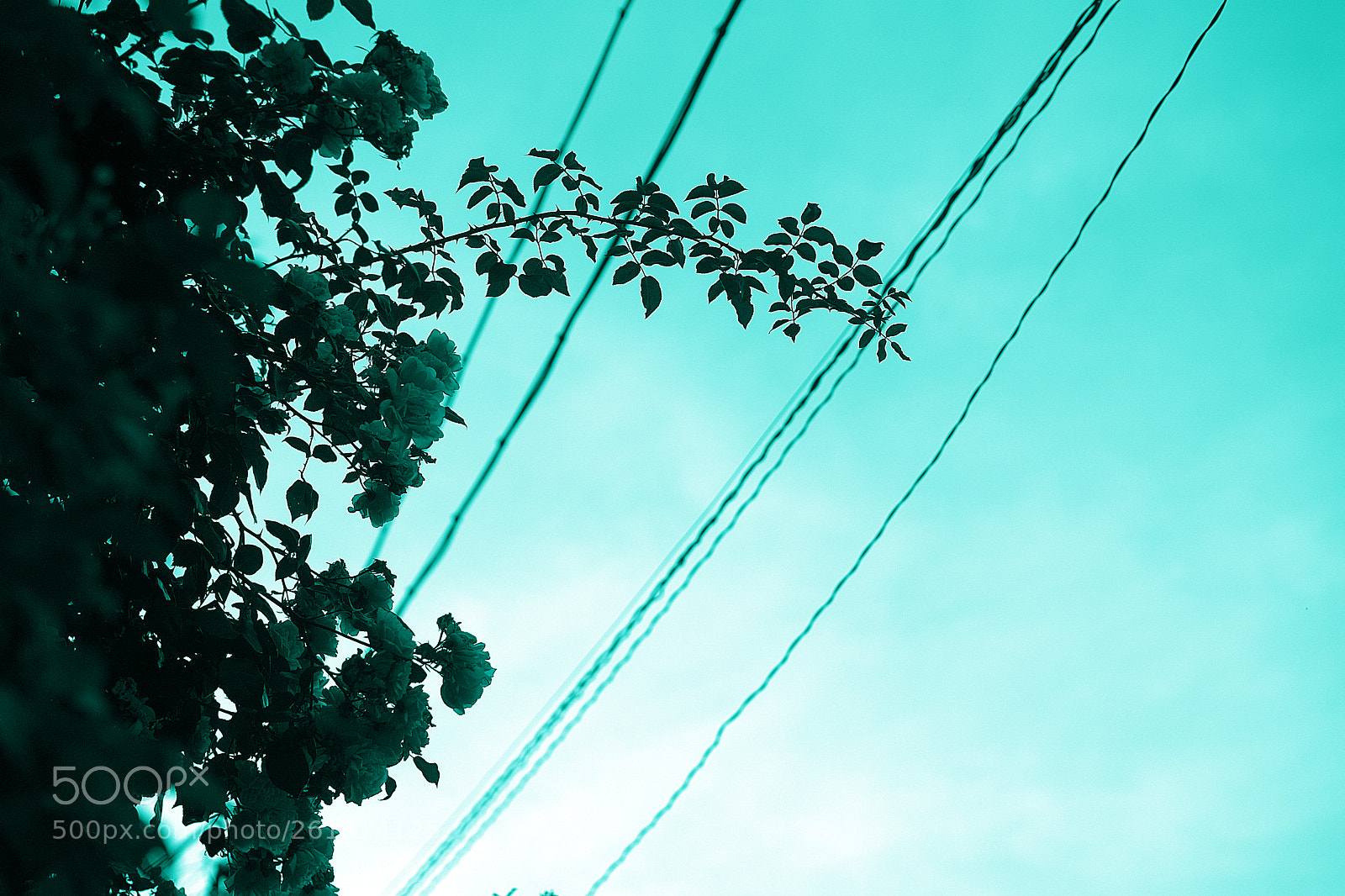 Sony a7 sample photo. Mint blue photography