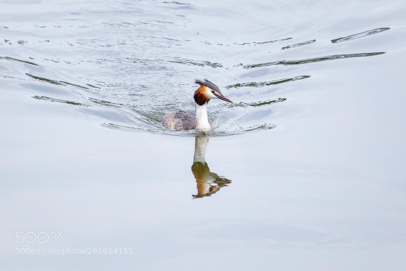 Canon EOS 6D sample photo. Great crested grebe on photography