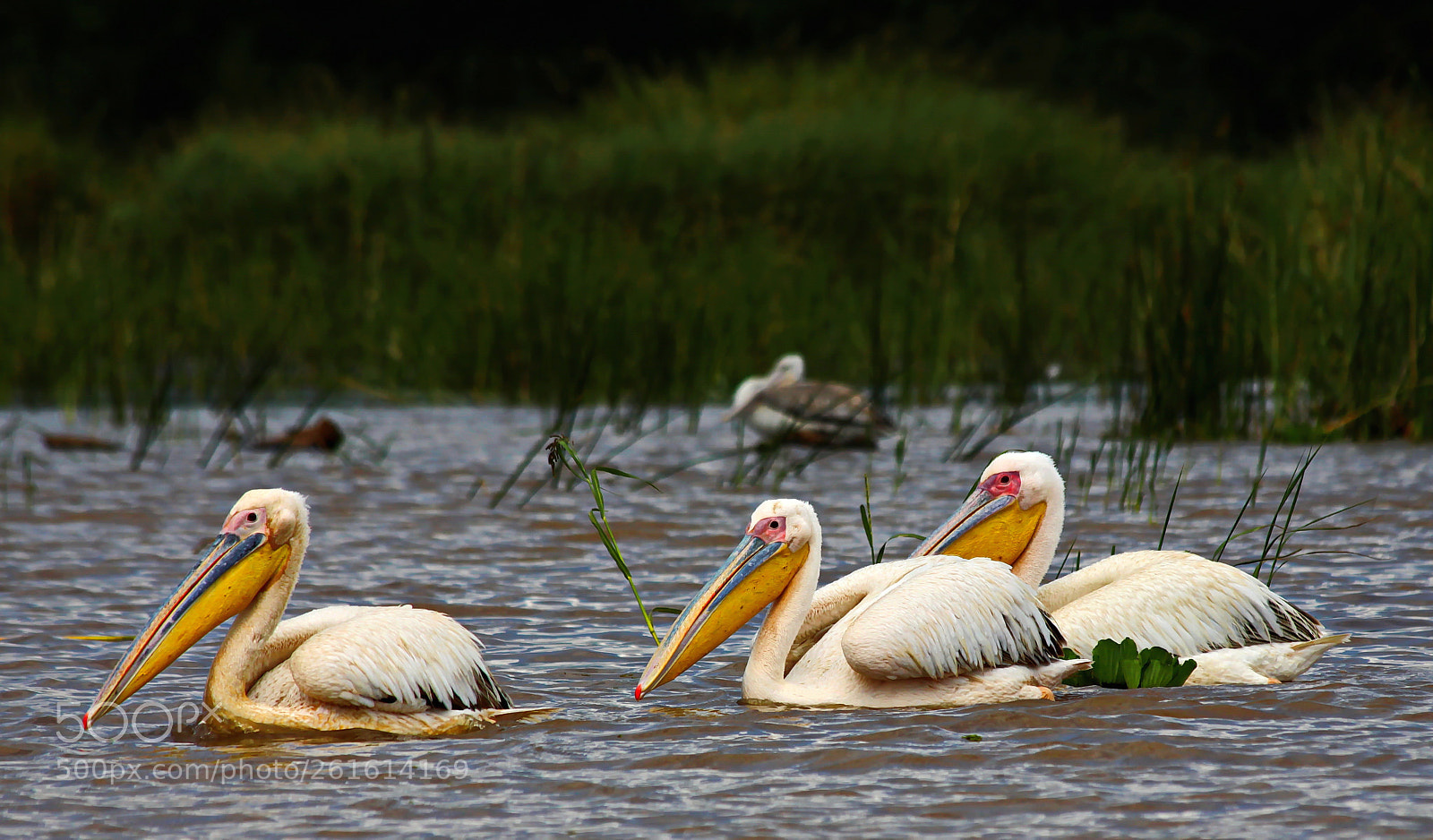 Canon EOS 50D sample photo. Pelikane am lake chamo photography