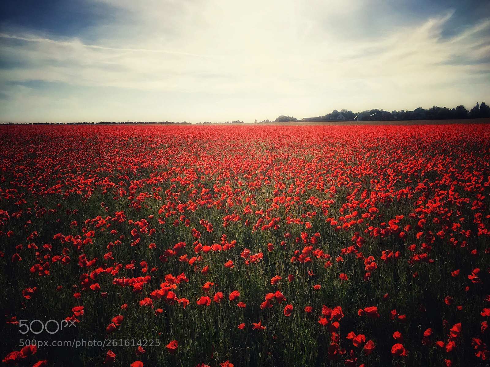 Apple iPhone 6s sample photo. Red photography