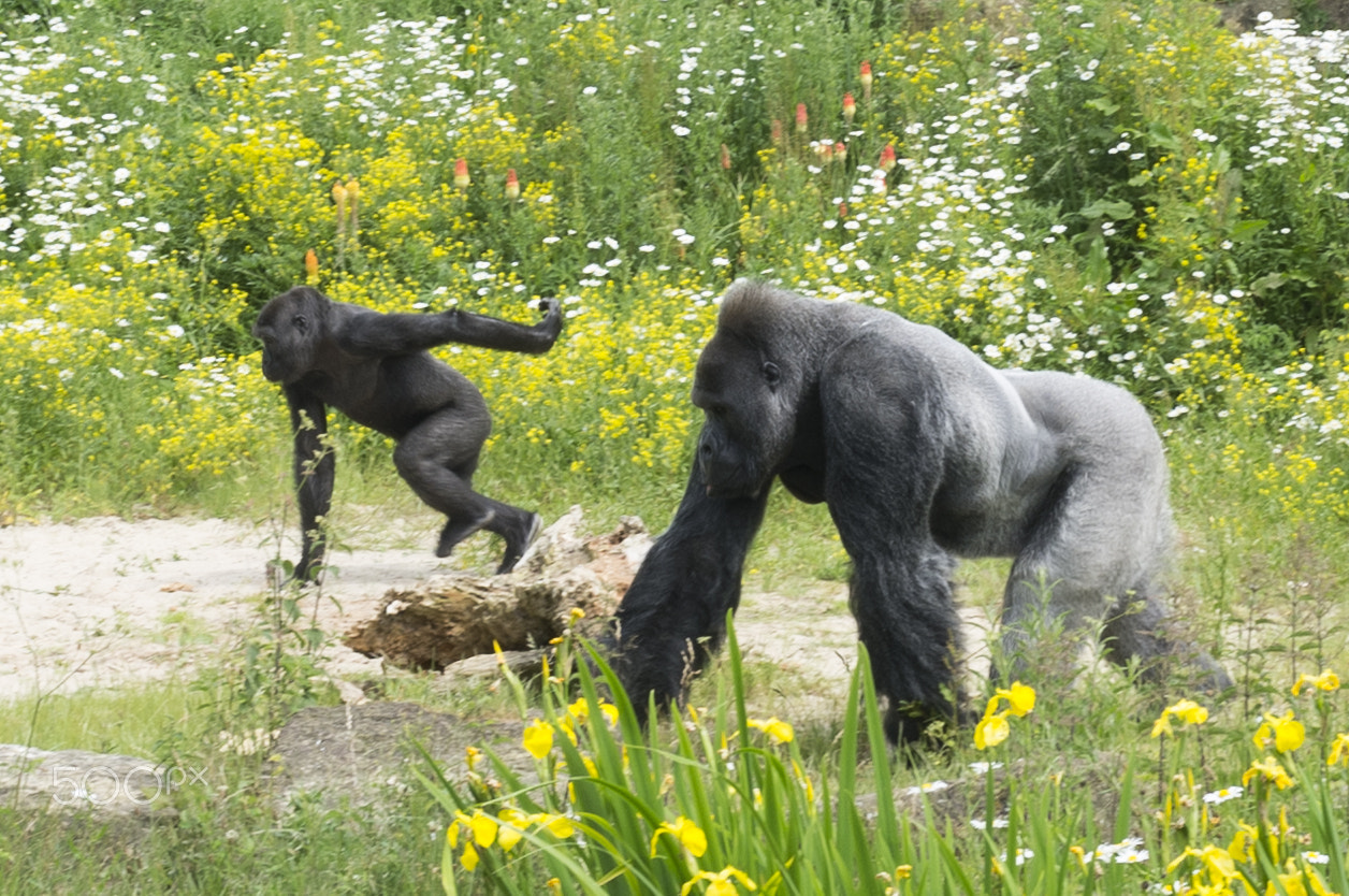 Fujifilm FinePix X100 sample photo. Gorillas photography