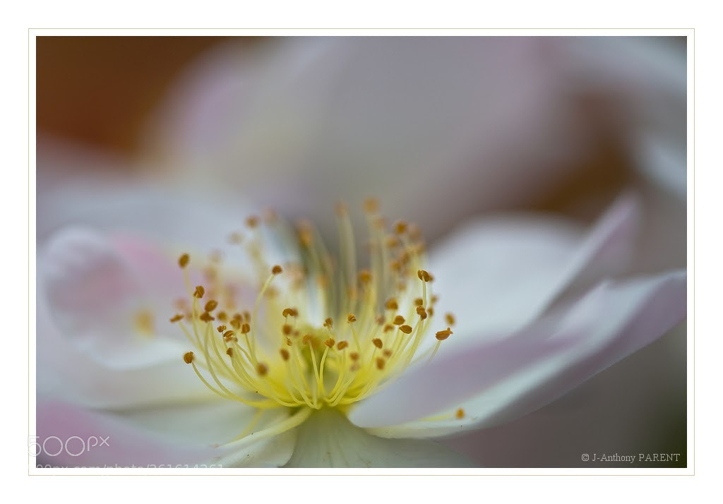 Nikon D90 sample photo. Fleur d'eglantier photography
