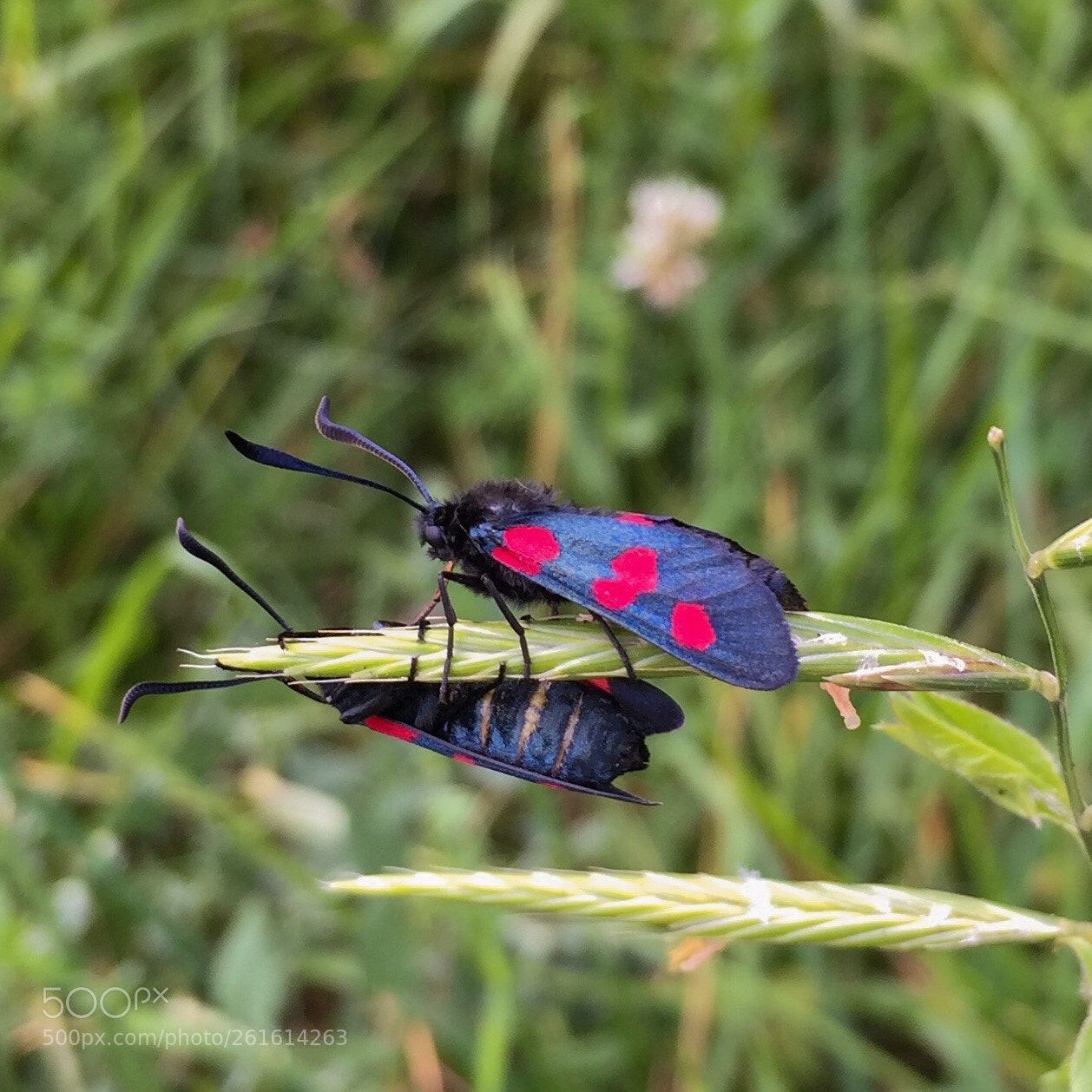 Apple iPhone 6 sample photo. Deux insectes jouants a photography