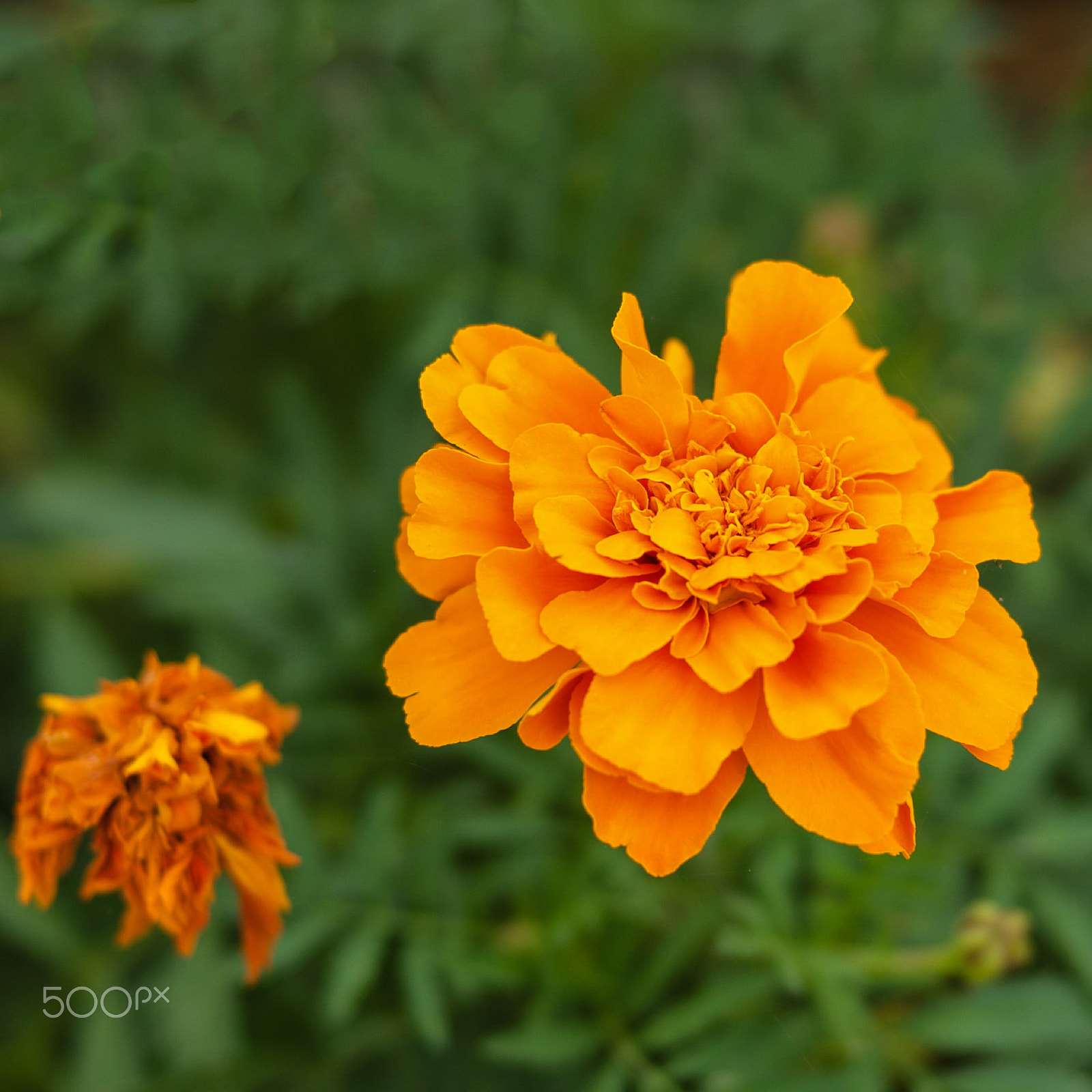 Hasselblad H6D sample photo. Aztec marigold. photography
