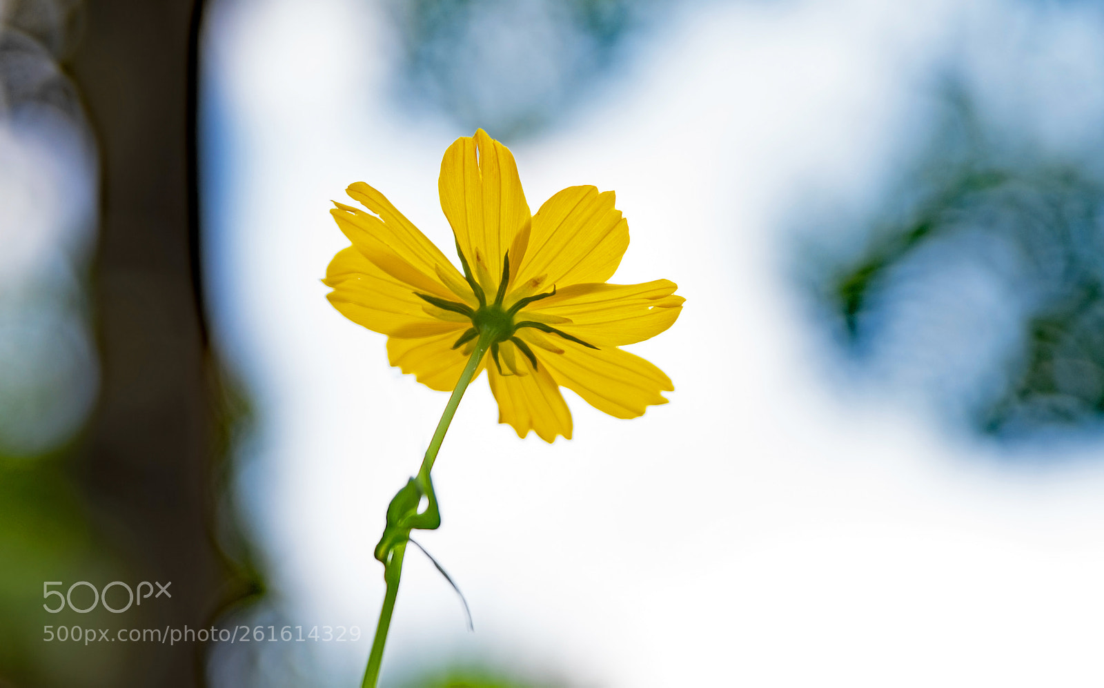 Nikon D500 sample photo. Sulphur cosmos photography