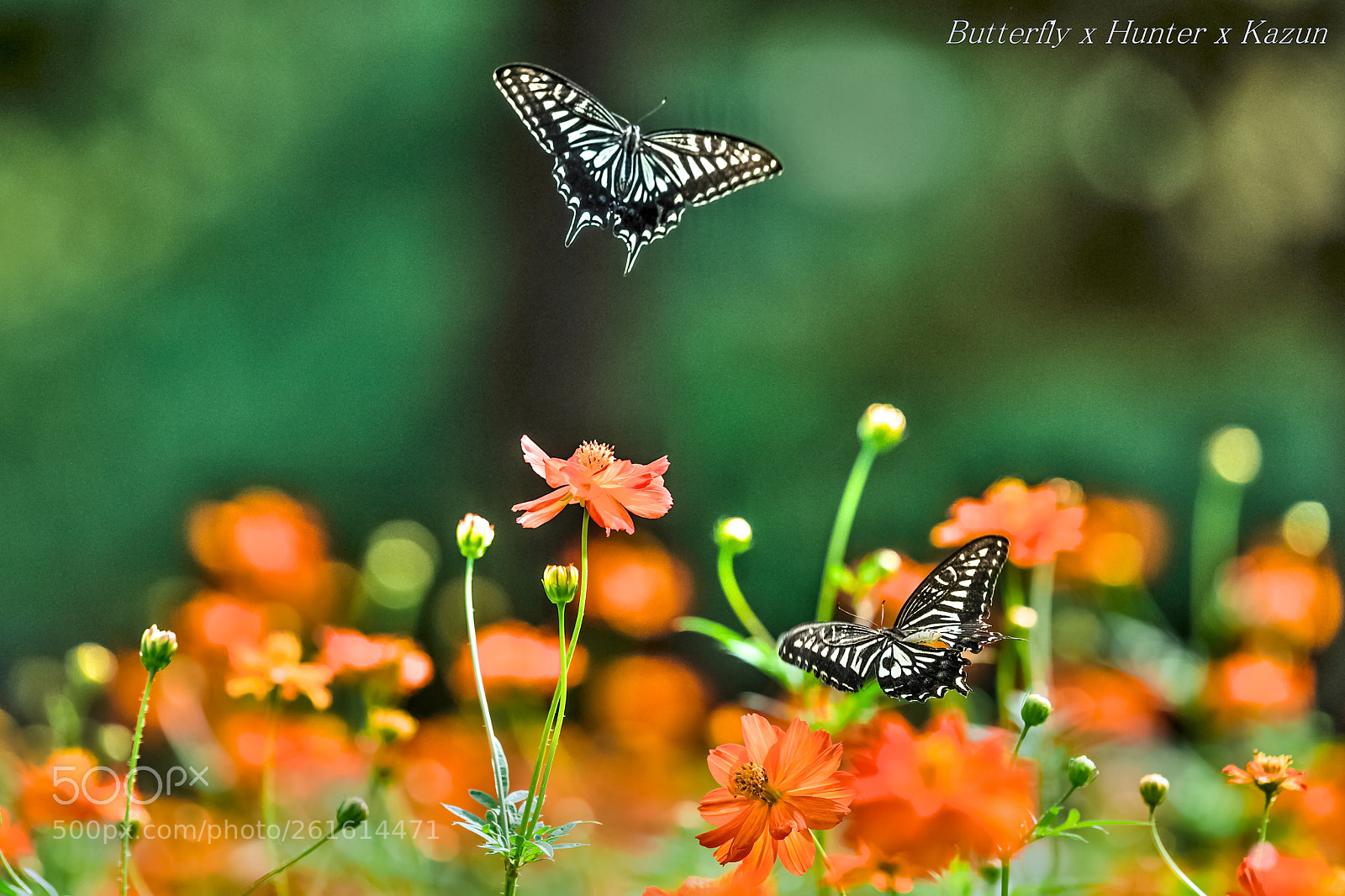 Nikon D810 sample photo. Dating photography