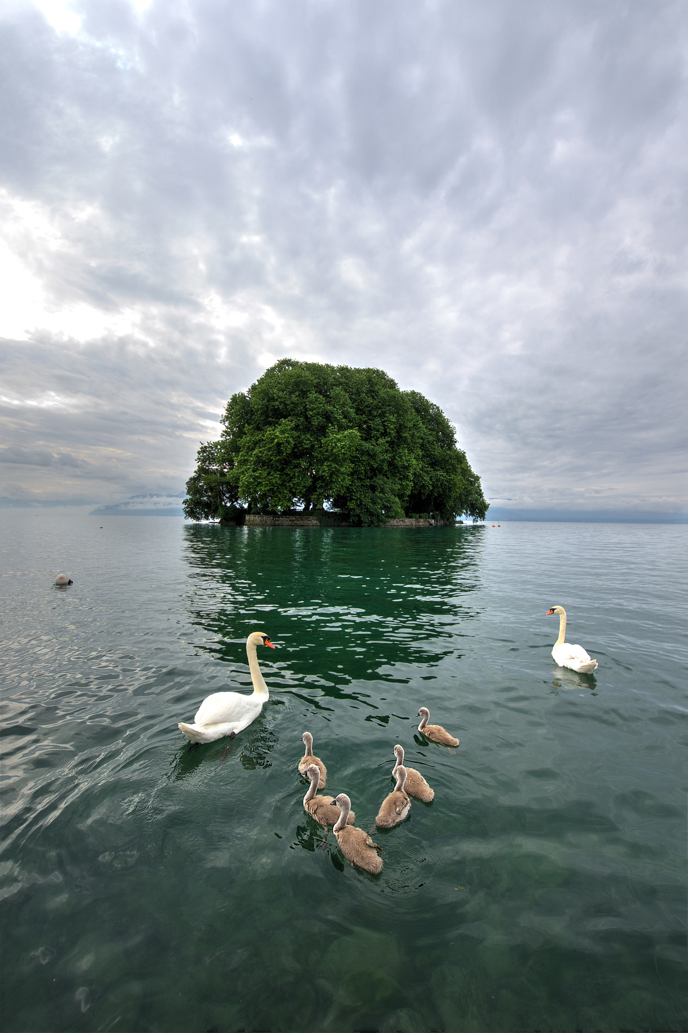 Nikon D4S sample photo. Swans of le harpe photography