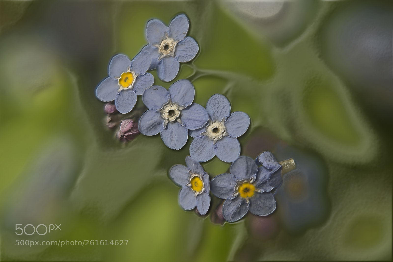 Nikon D600 sample photo. Tiny blue flowers photography