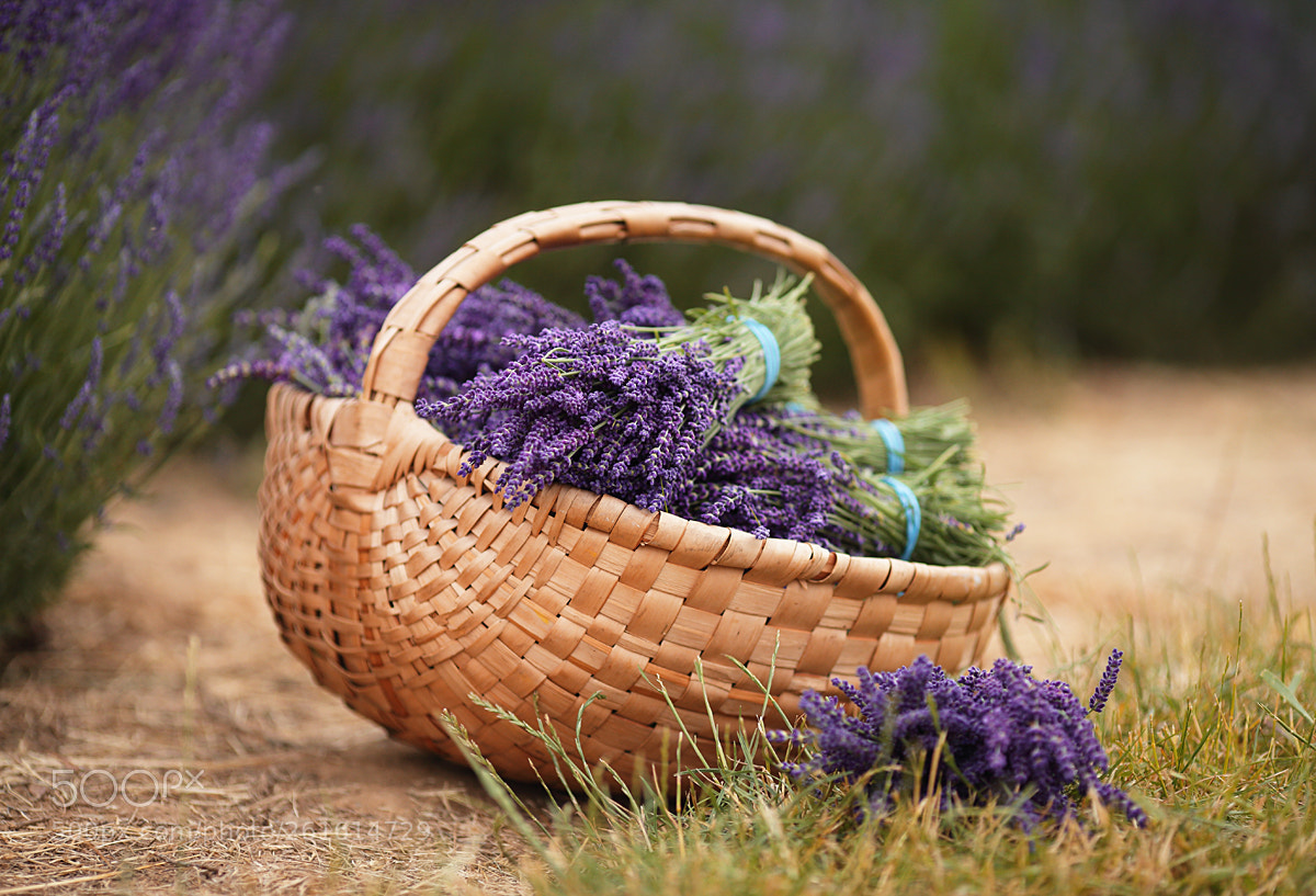 Canon EOS 5D Mark II sample photo. Lavender day... photography