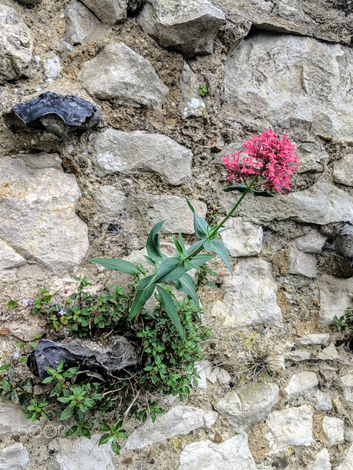 Google Pixel 2 sample photo. Out of a wall photography