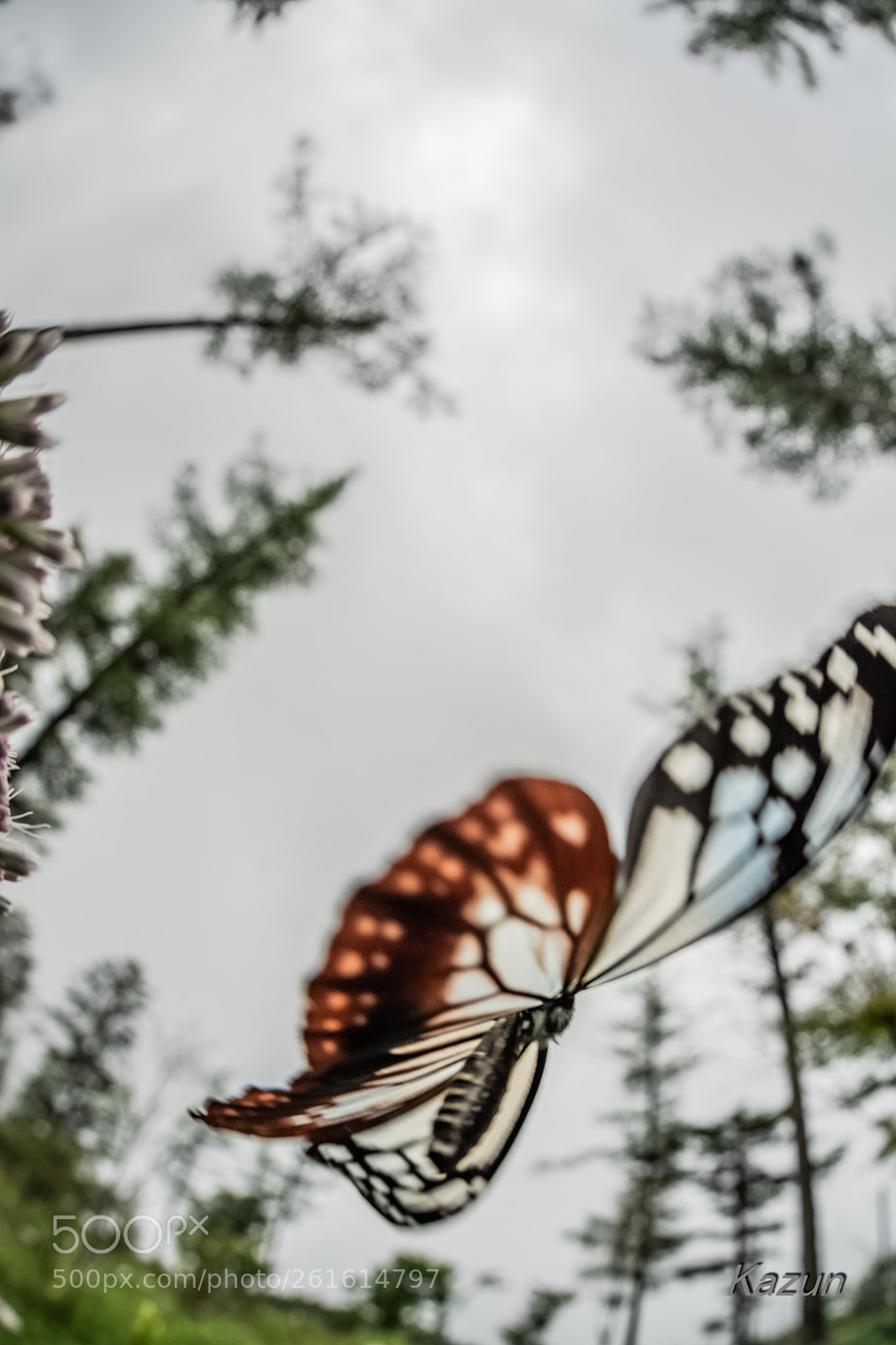 Nikon D5 sample photo. Cloudy day! photography