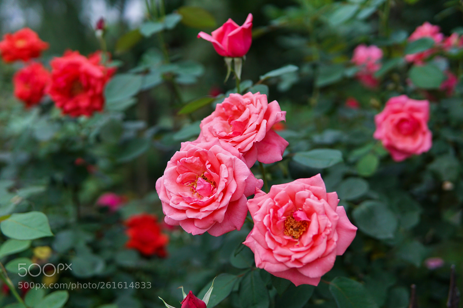 Sony a6000 sample photo. Rosalie2. photography