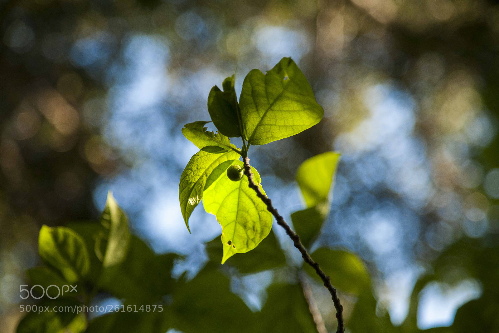 Canon EOS 5D sample photo. Through the sunrays photography