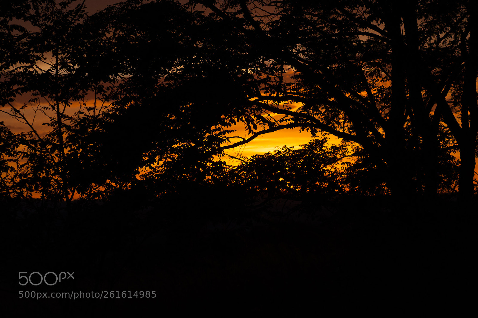 Nikon D90 sample photo. Savane en auvergne photography
