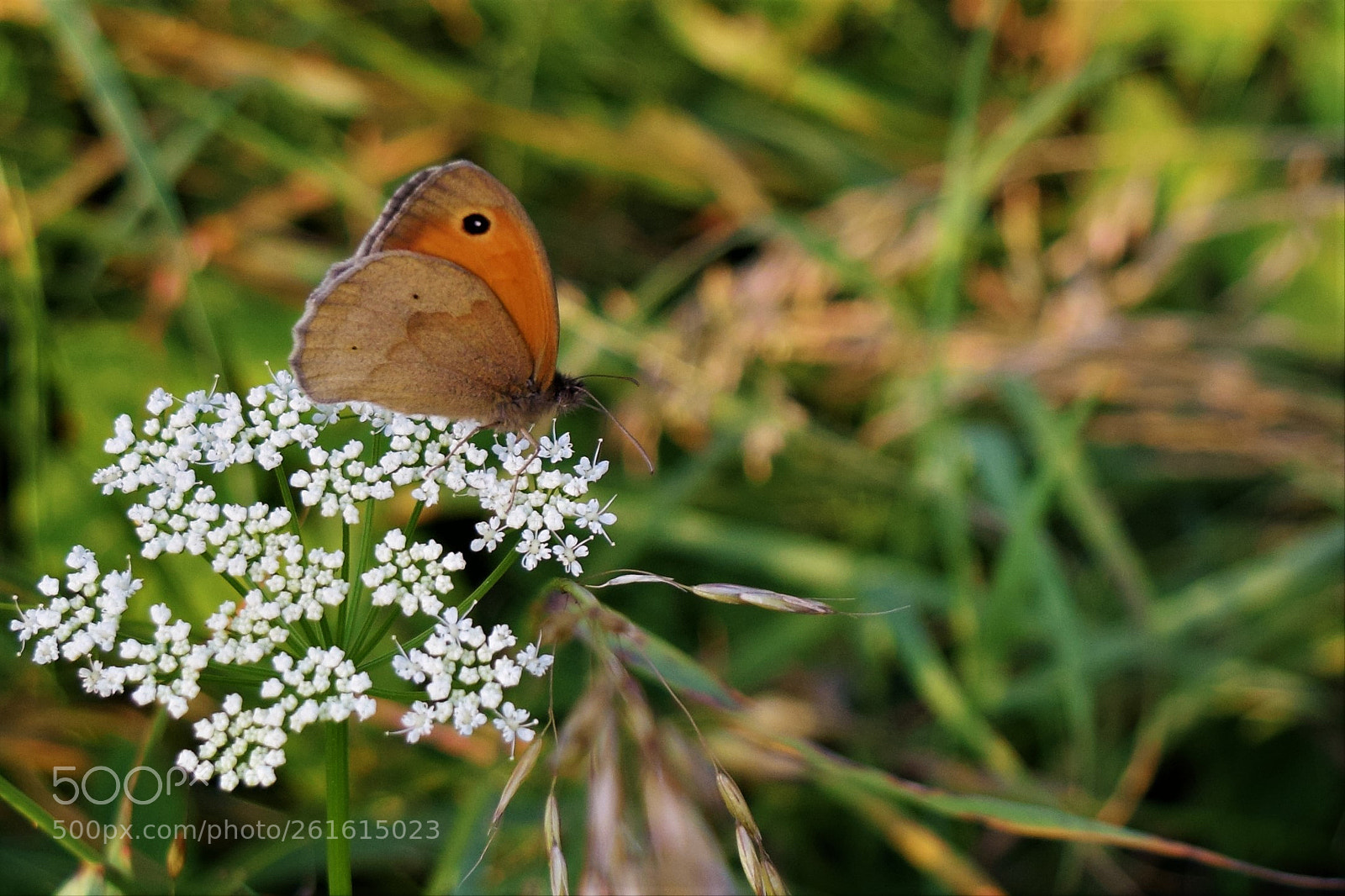 Nikon D3300 sample photo. Butterfly in the swamp photography
