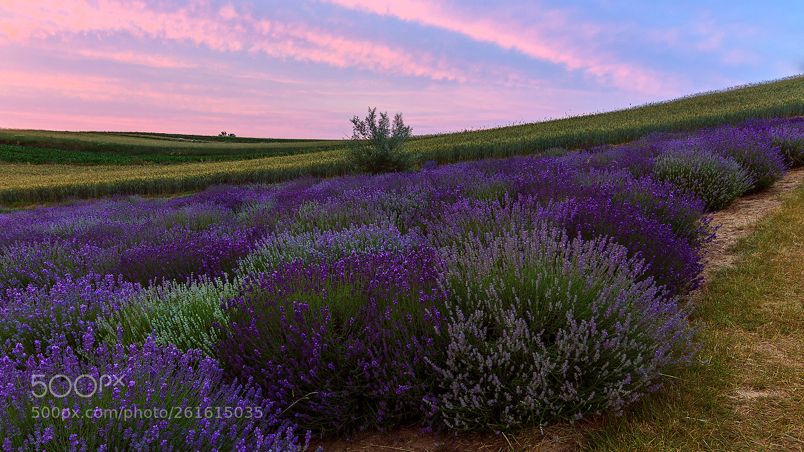 Canon EOS 50D sample photo. Lavender field photography
