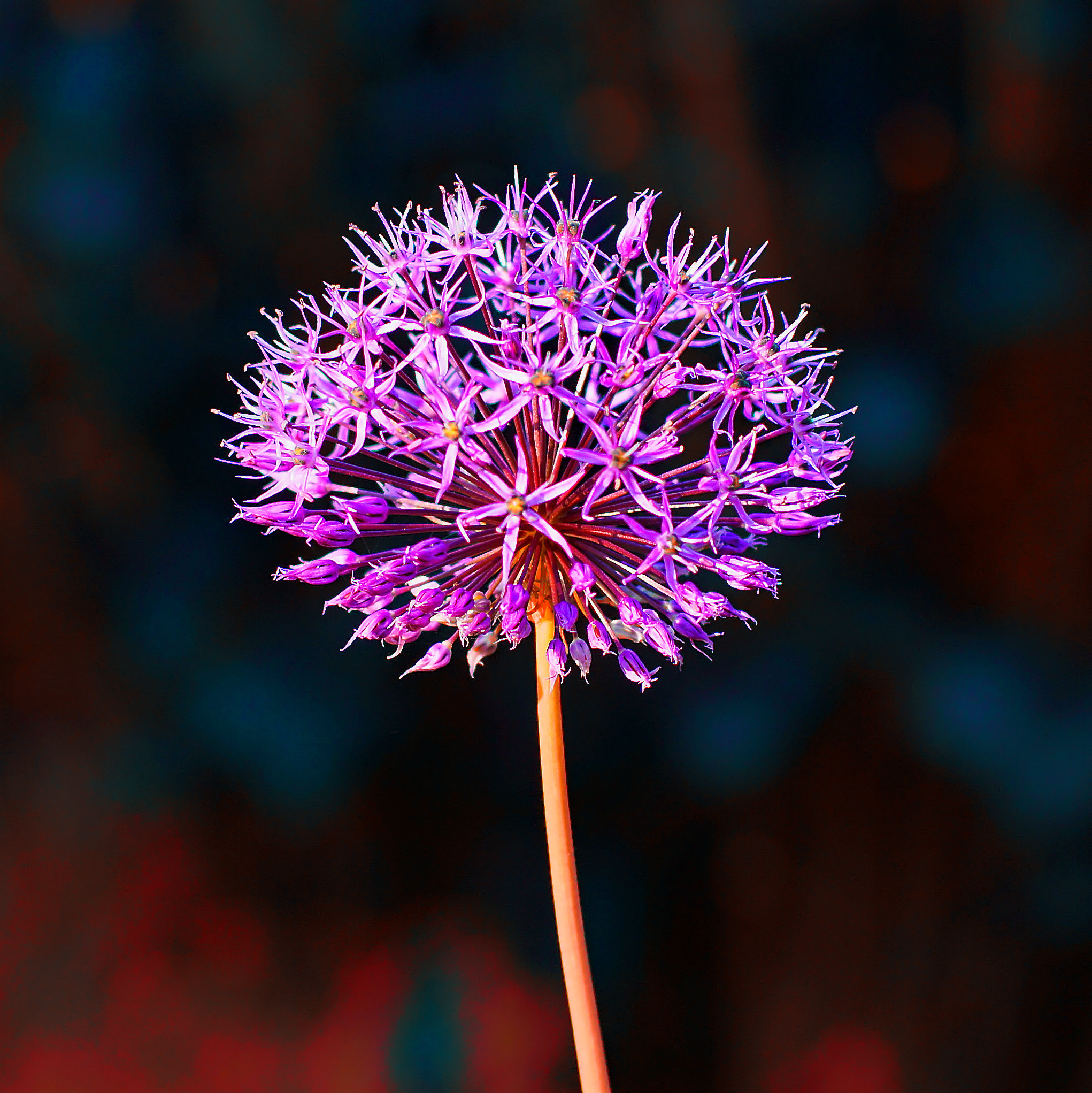 Sony SLT-A57 sample photo. Allium photography