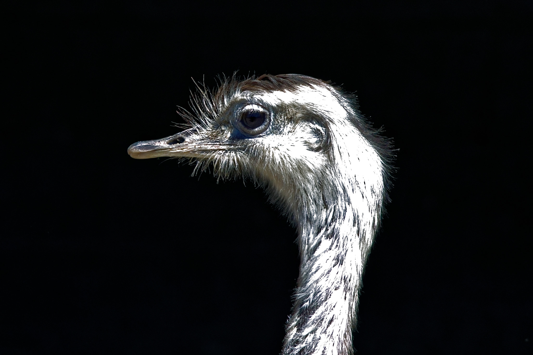 Canon EOS 7D Mark II sample photo. White ostrich photography