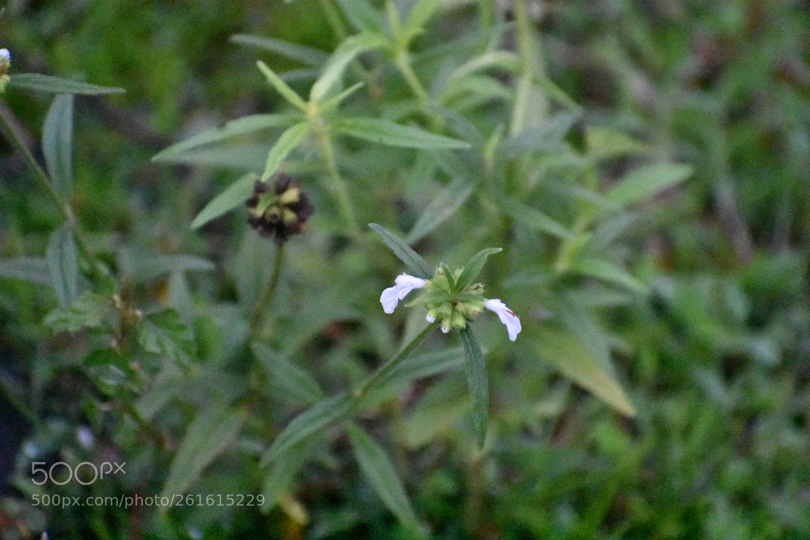 Nikon D3400 sample photo. Leucas zeylanica photography