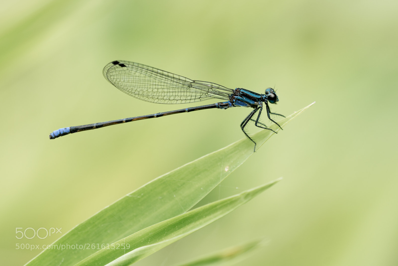 Nikon D800 sample photo. - unknown zygopteran - photography