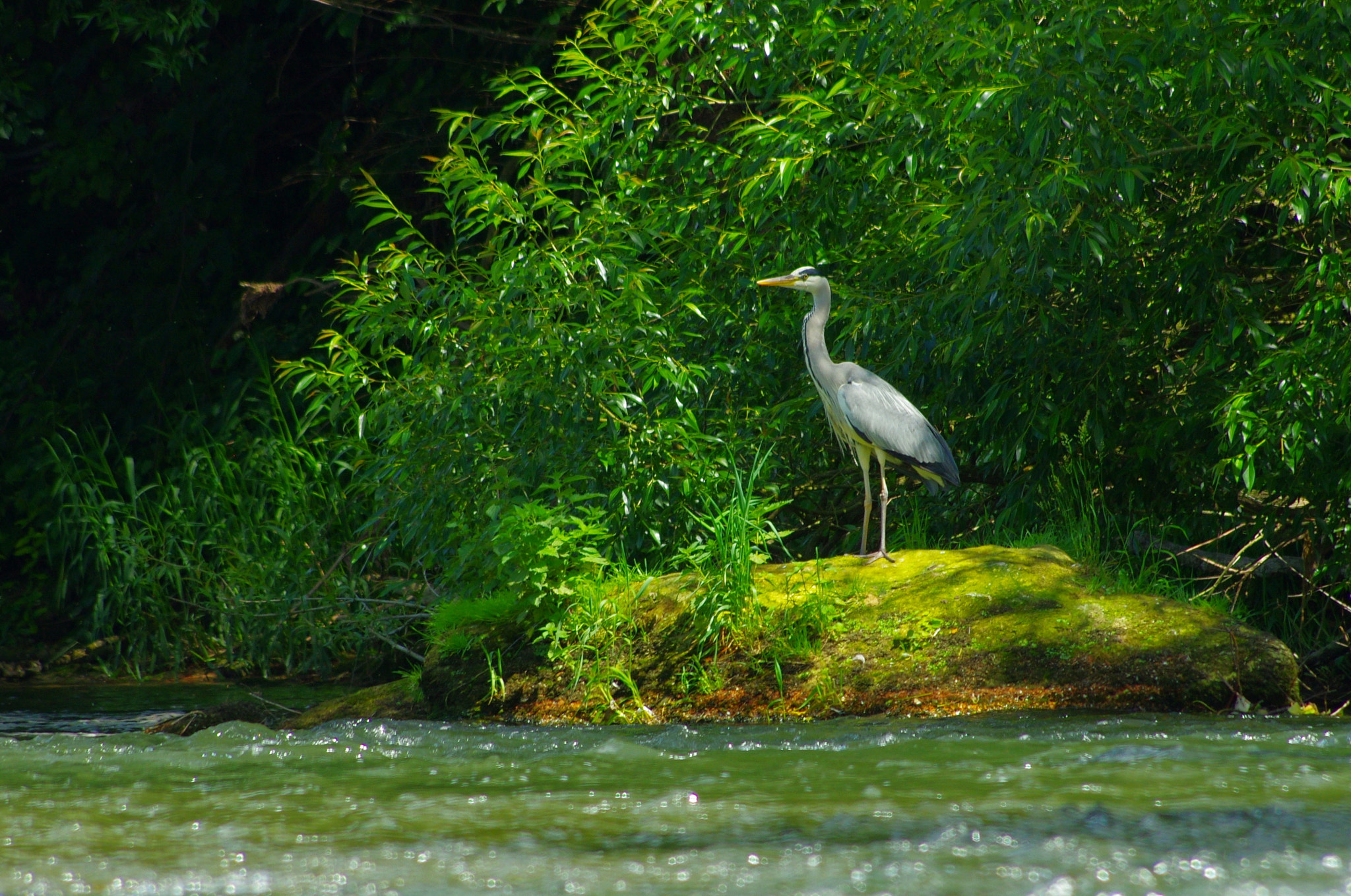 Pentax K-5 sample photo. Graureiher im spotlight photography