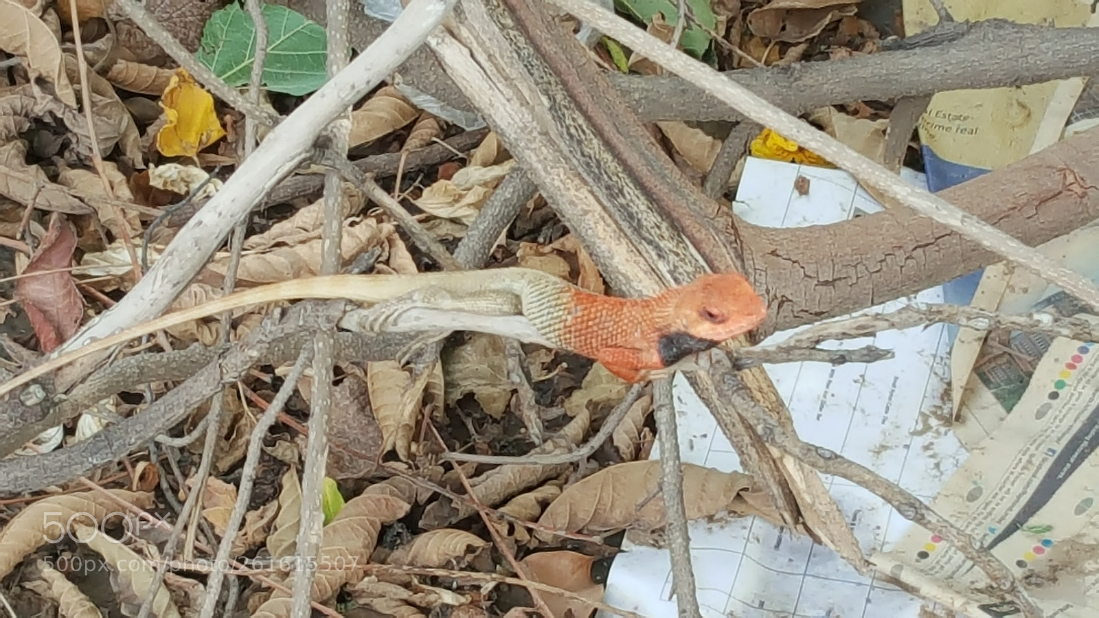 Samsung Galaxy Note5 sample photo. 20180610_162012.jpg photography