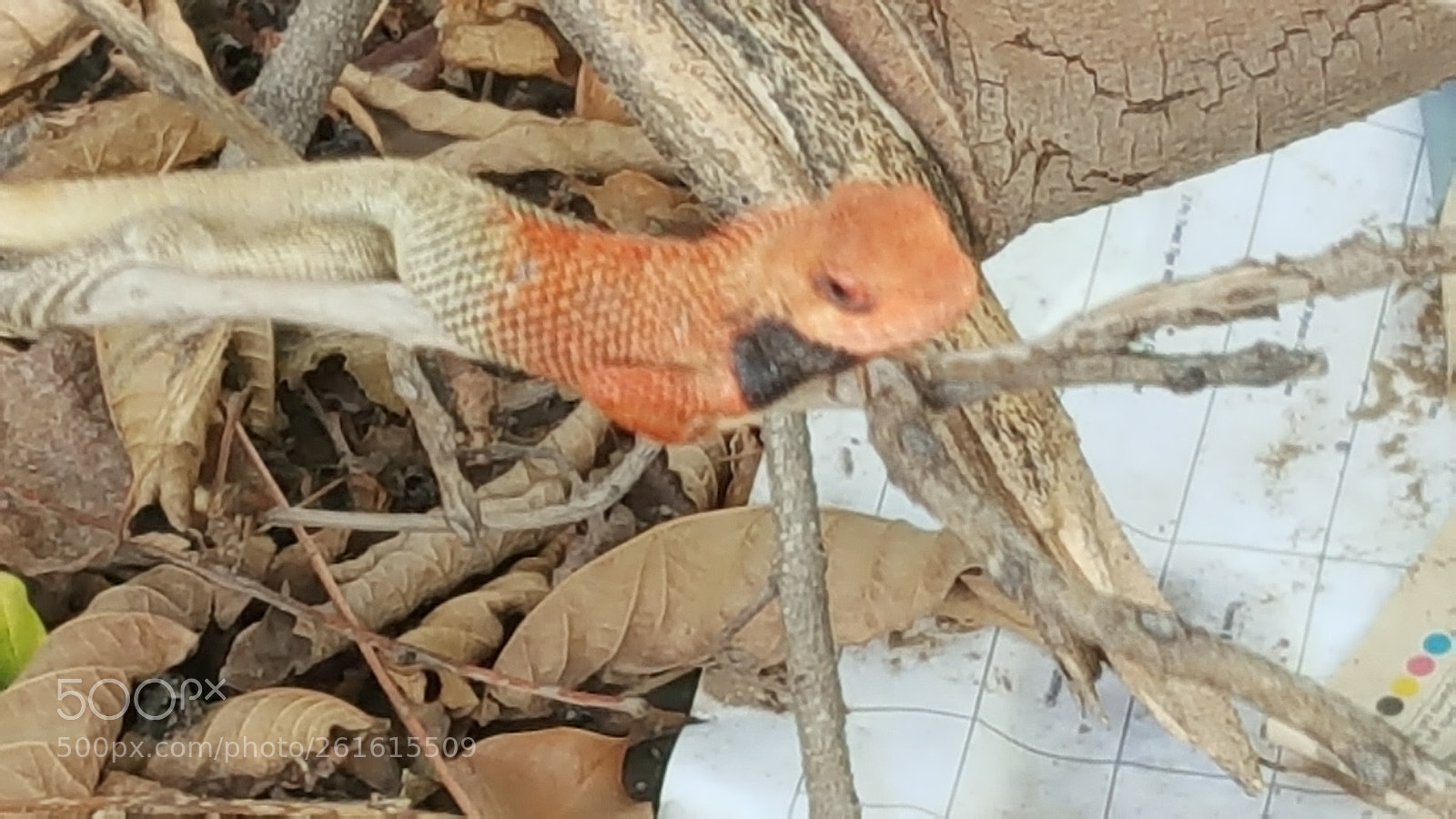 Samsung Galaxy Note5 sample photo. 20180610_162017.jpg photography