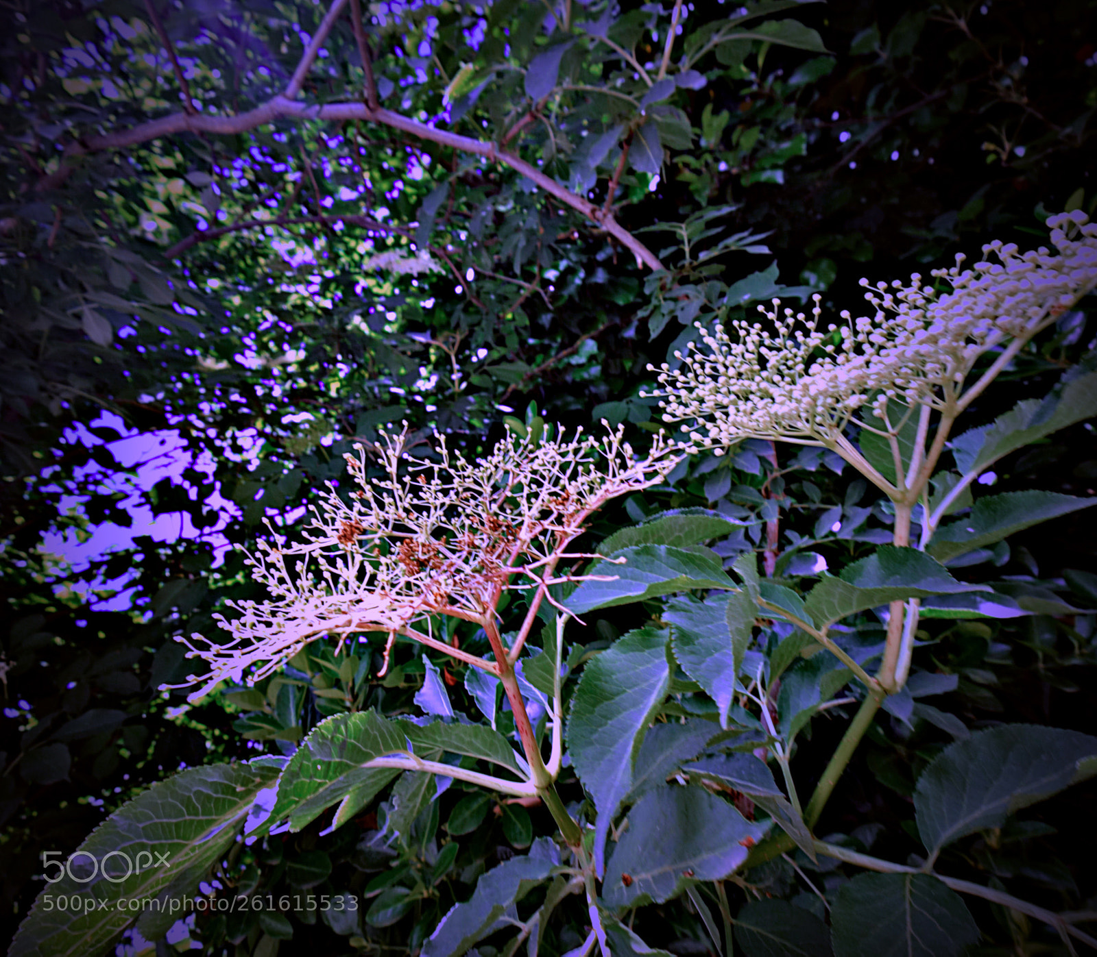 Sony Cyber-shot DSC-RX100 sample photo. Copia photography
