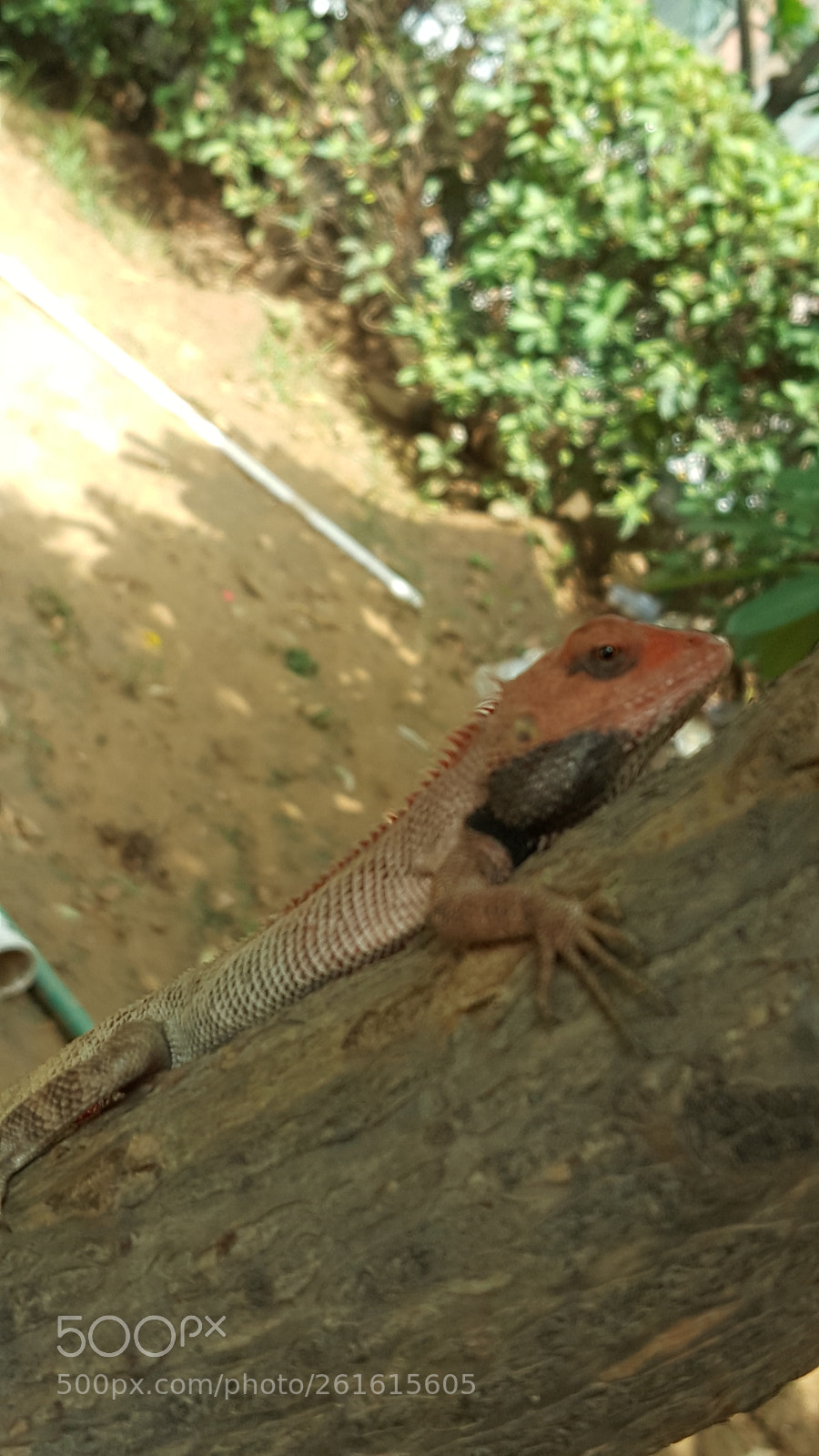 Samsung Galaxy Note5 sample photo. 20180610_135909.jpg photography