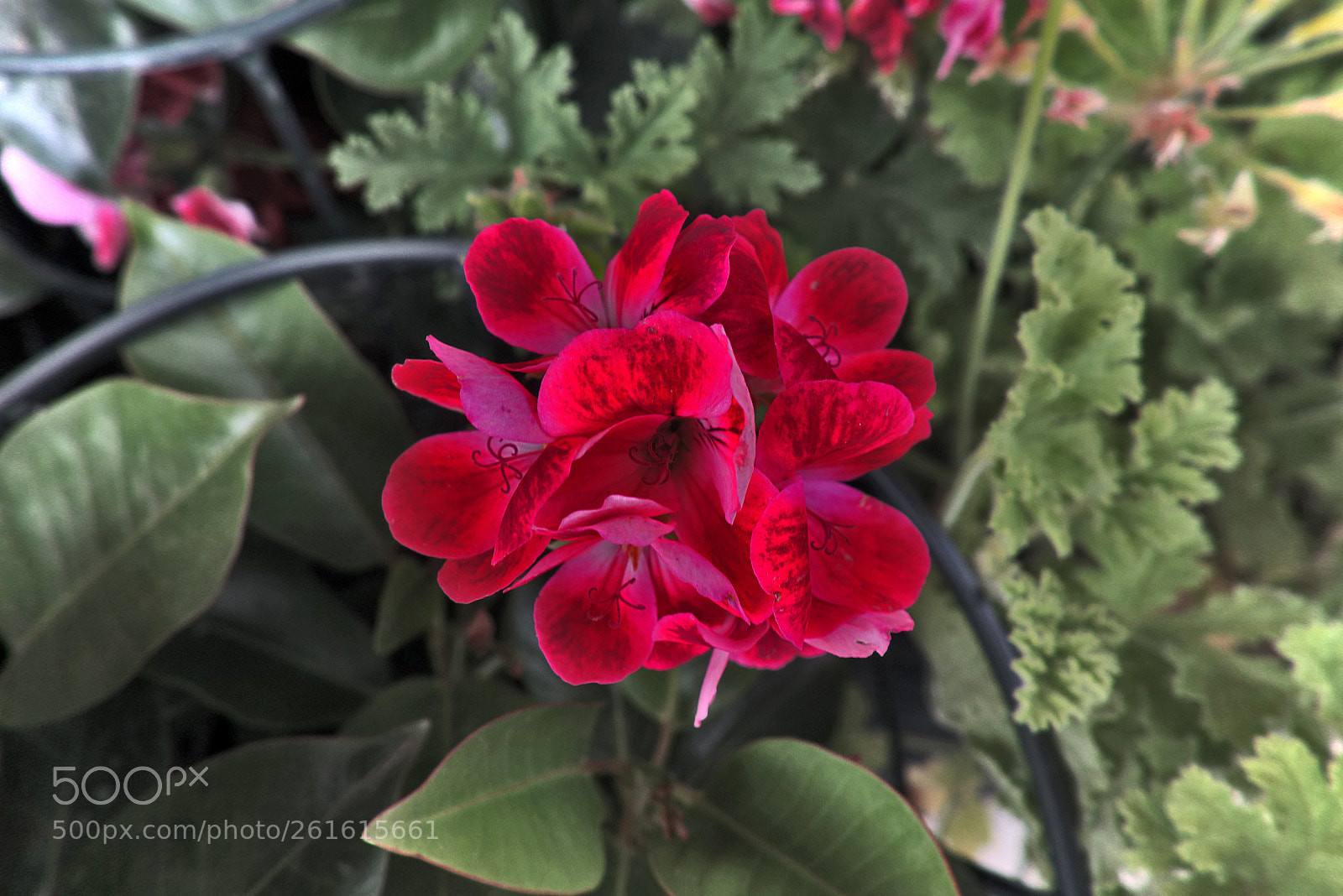 Sony Cyber-shot DSC-RX100 sample photo. Copia photography