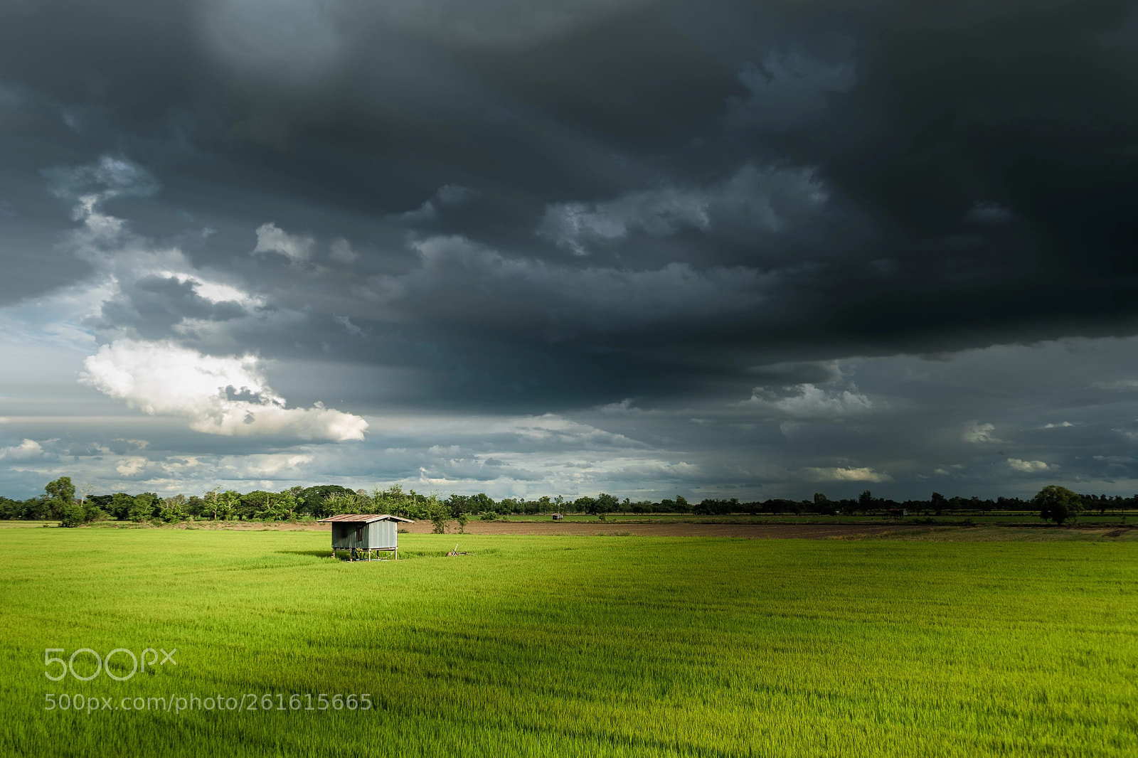 Sony a7 II sample photo. Country side phichit thailand photography