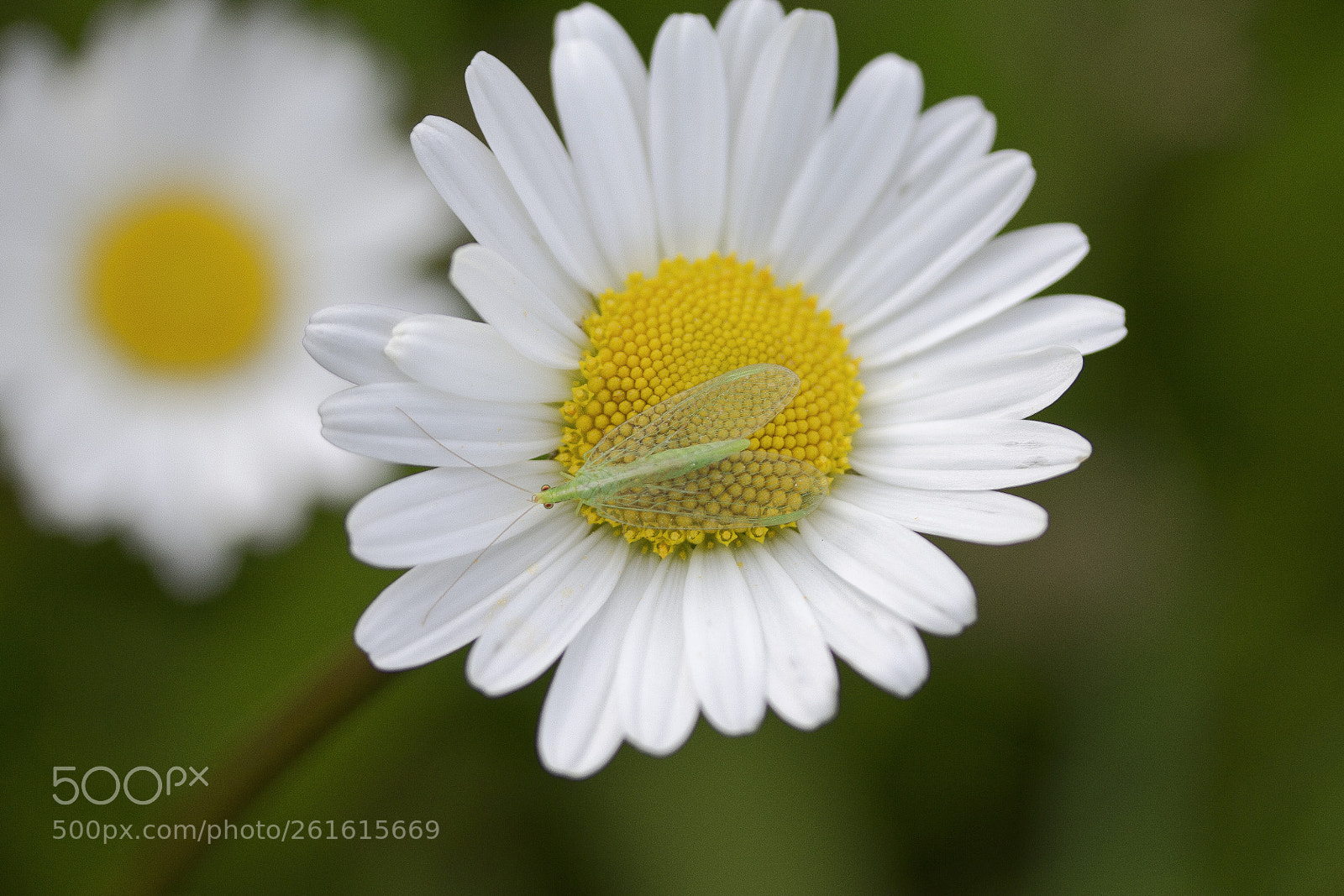 Canon EOS 60D sample photo. Gr ne florfliege auf photography