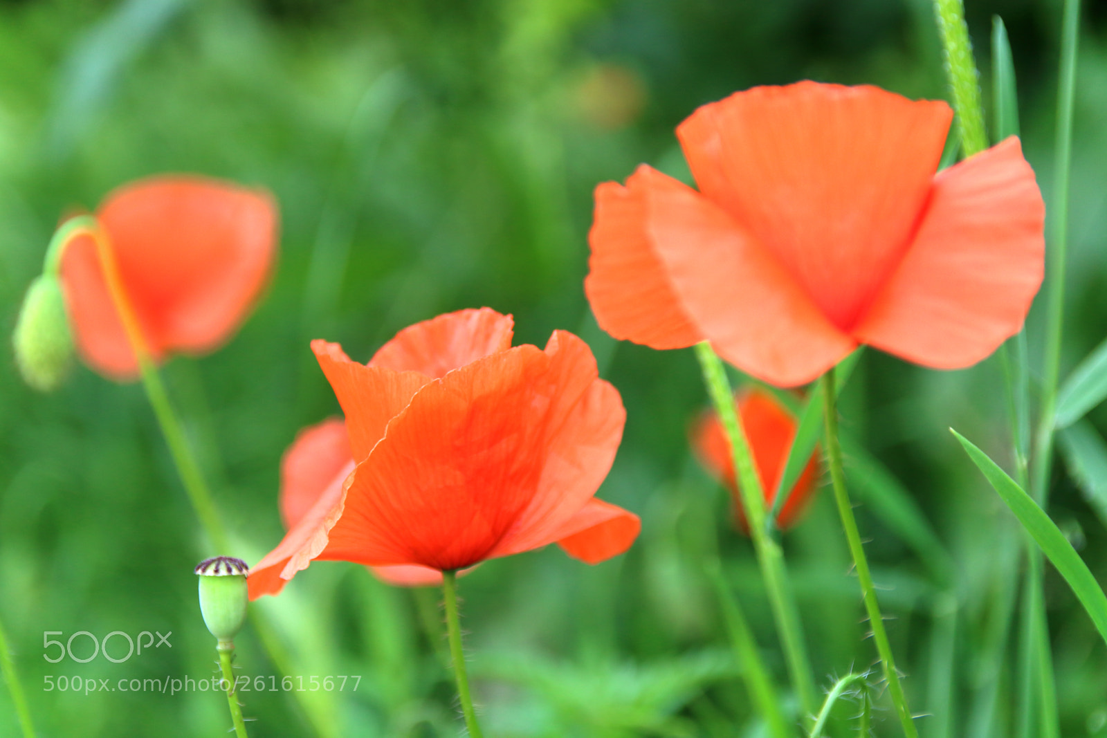 Canon EOS 1300D (EOS Rebel T6 / EOS Kiss X80) sample photo. Three poppies  j img 088 photography