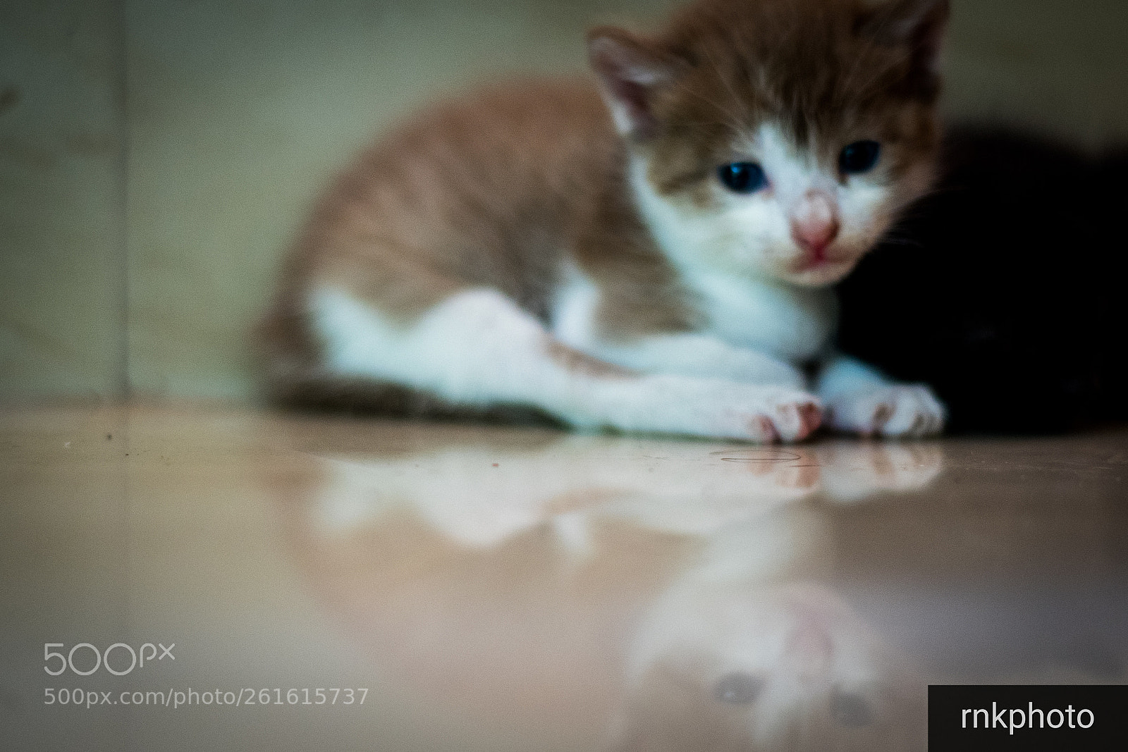 Nikon D500 sample photo. Kitten portrait reflected off photography