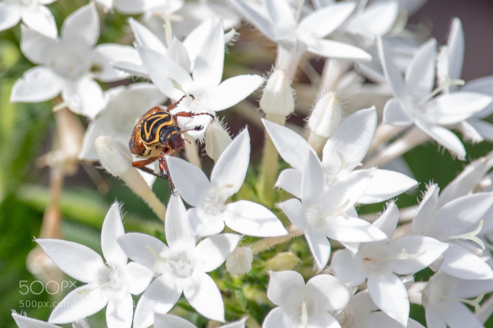 Canon EOS 77D (EOS 9000D / EOS 770D) sample photo. Bee on flowers photography