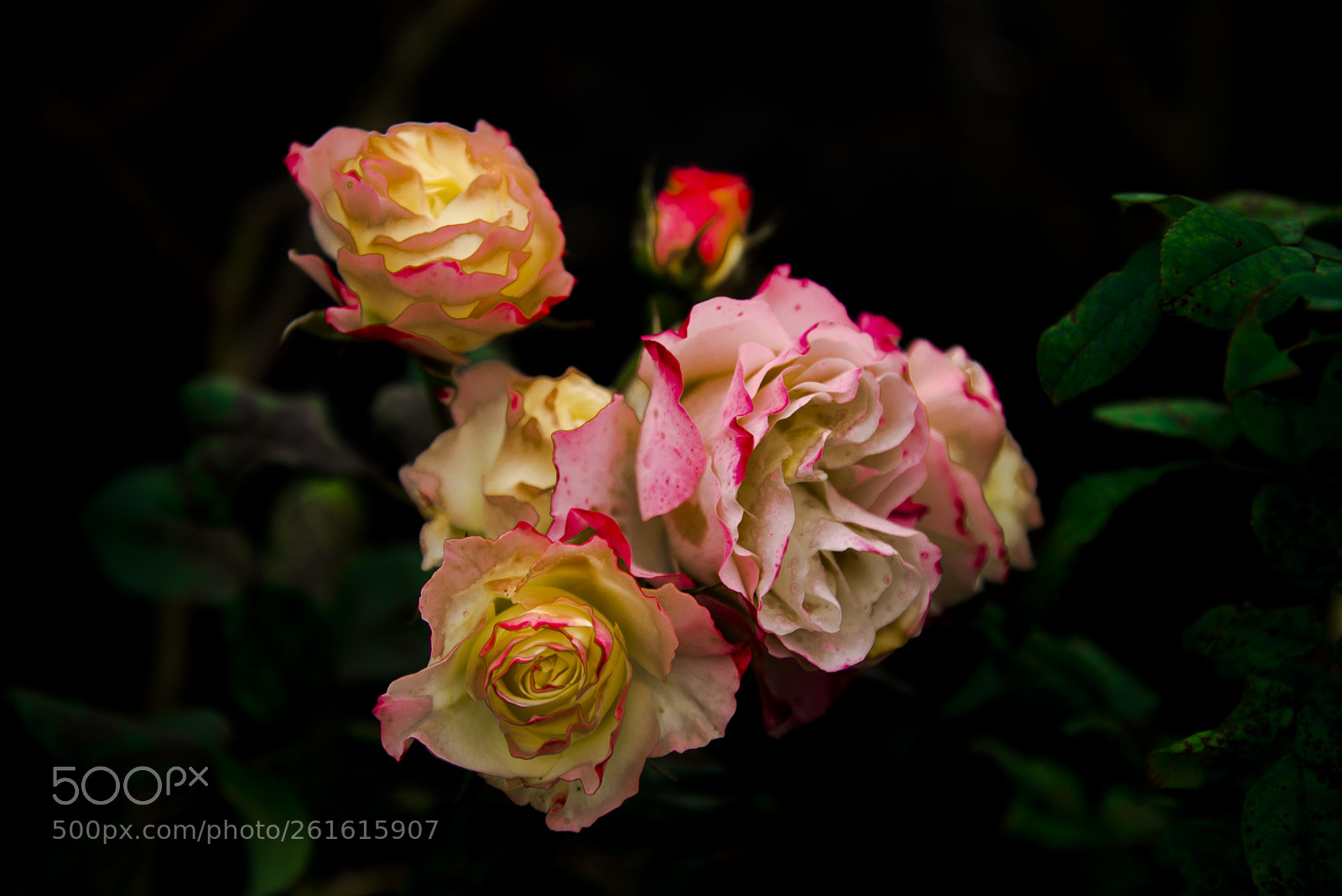 Nikon D610 sample photo. The beauty & the beholder photography