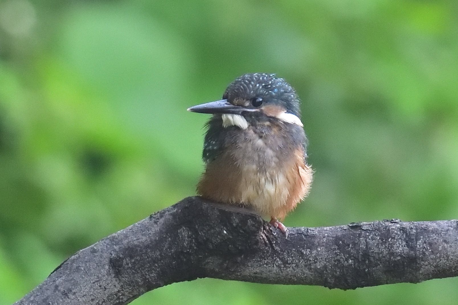 Nikon D850 sample photo. Young kingfisher photography