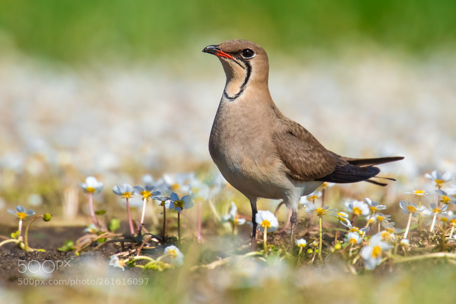 Canon EOS 7D Mark II sample photo. Collared pratincole (glareola pratincola) photography