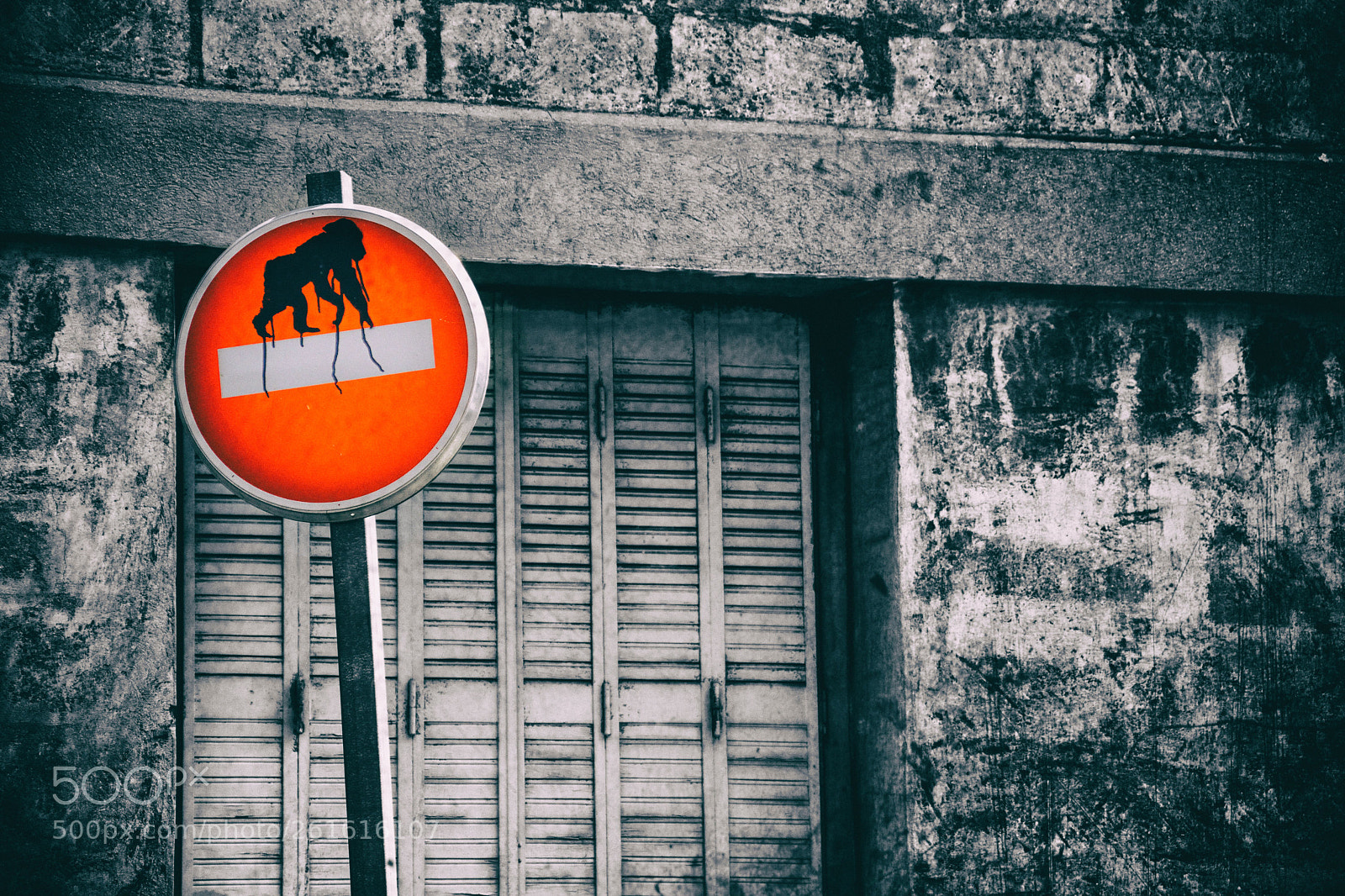 Nikon D5600 sample photo. Planet of the apes photography
