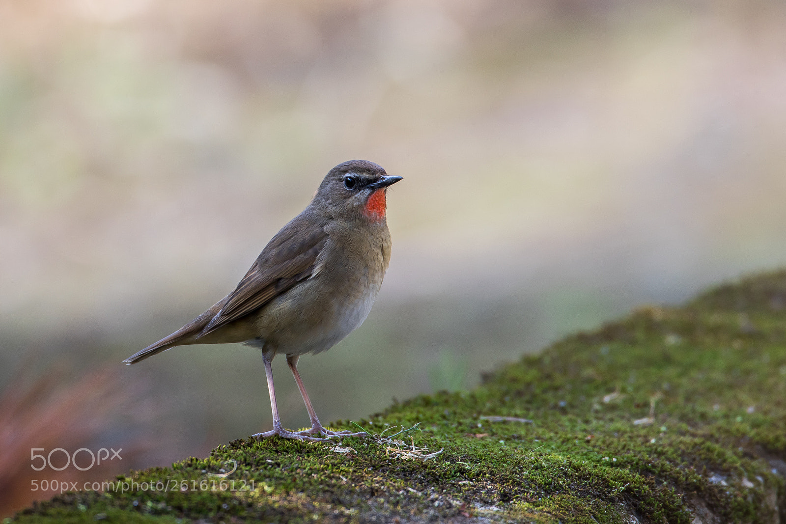Canon EOS 7D Mark II sample photo. Moss grows (siberian rubythroat) photography